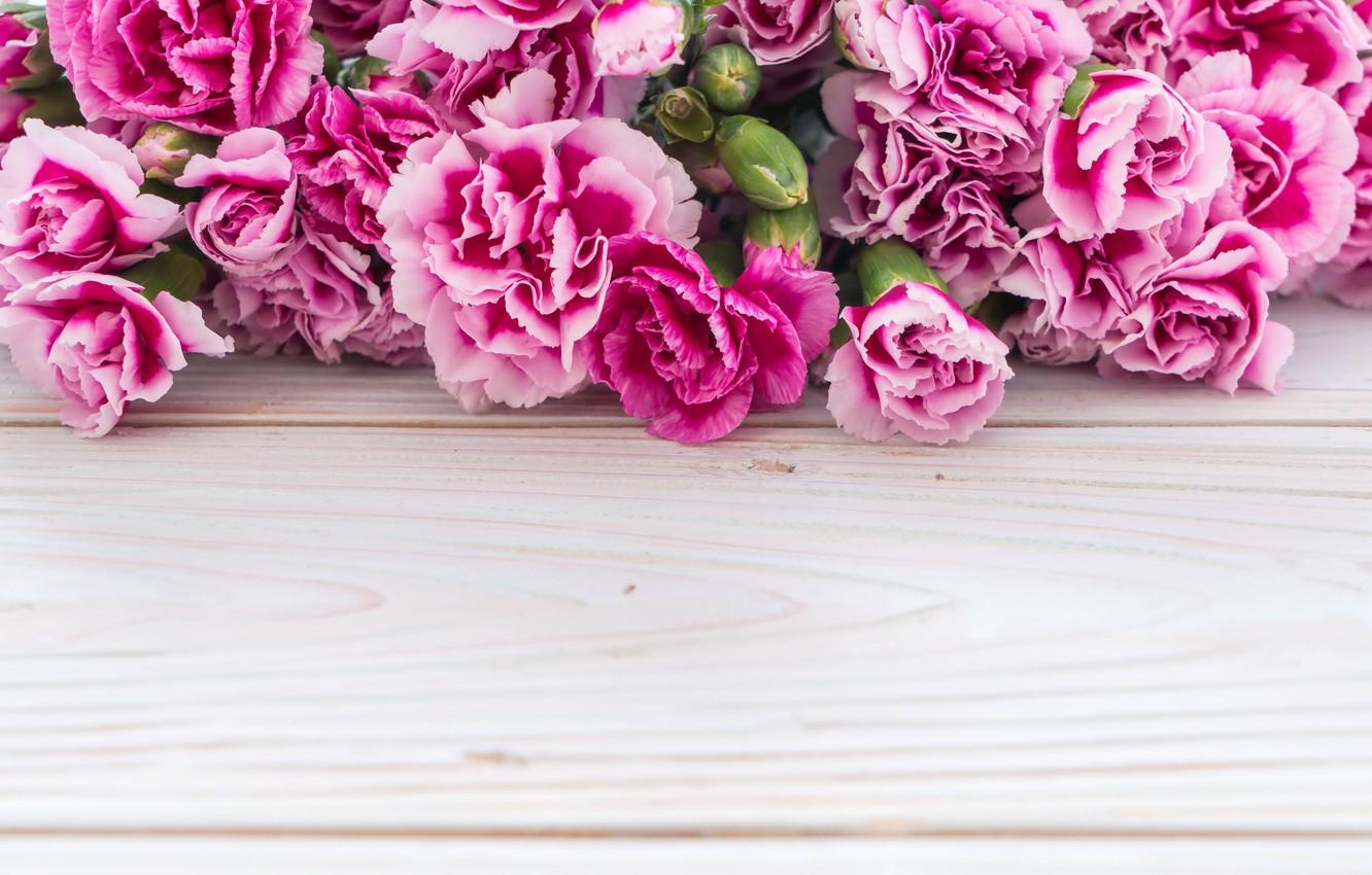 1332x850 Pink Carnation Wallpaper