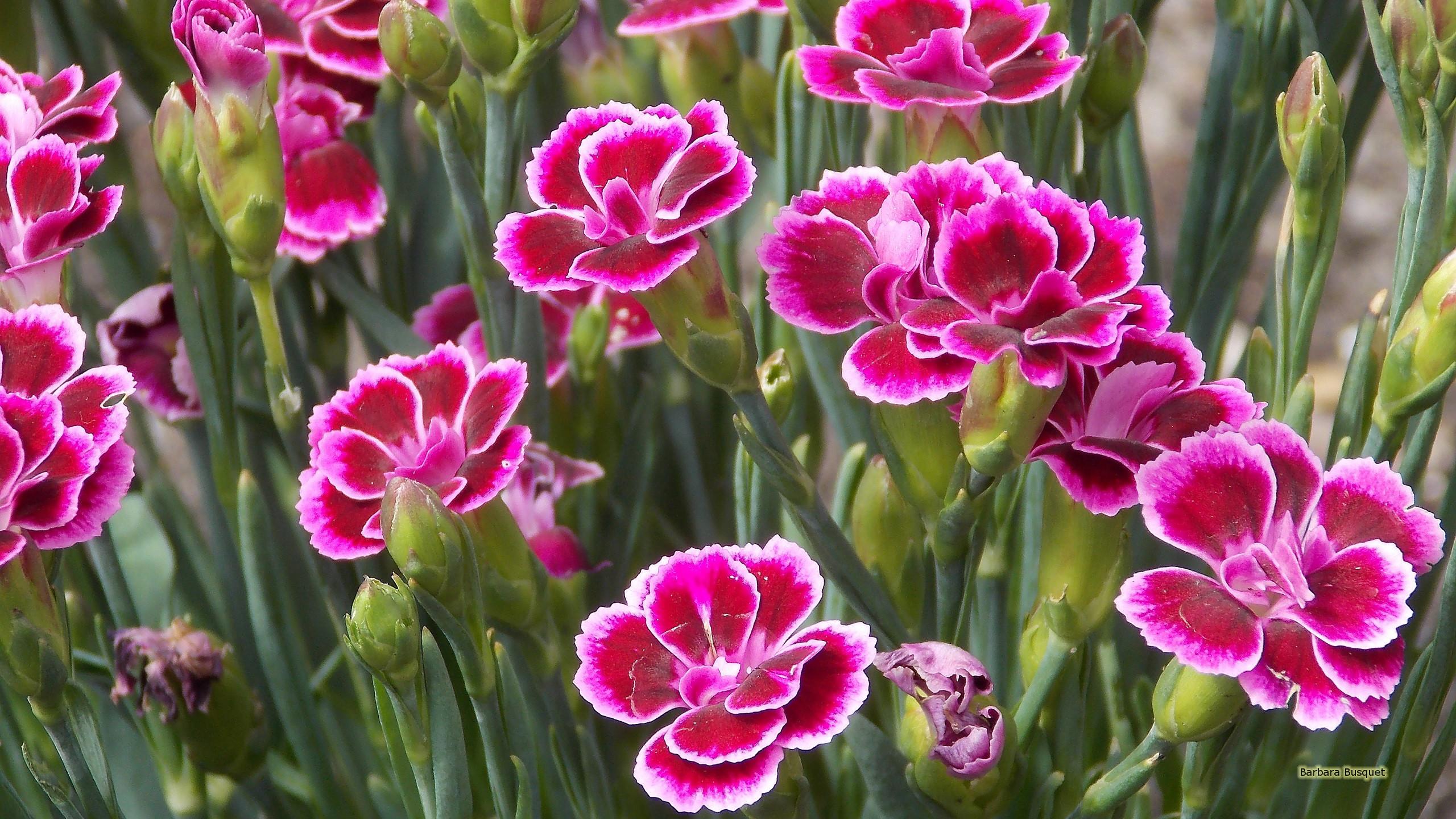 2560x1440 Pink carnation wallpaper's HD Wallpaper