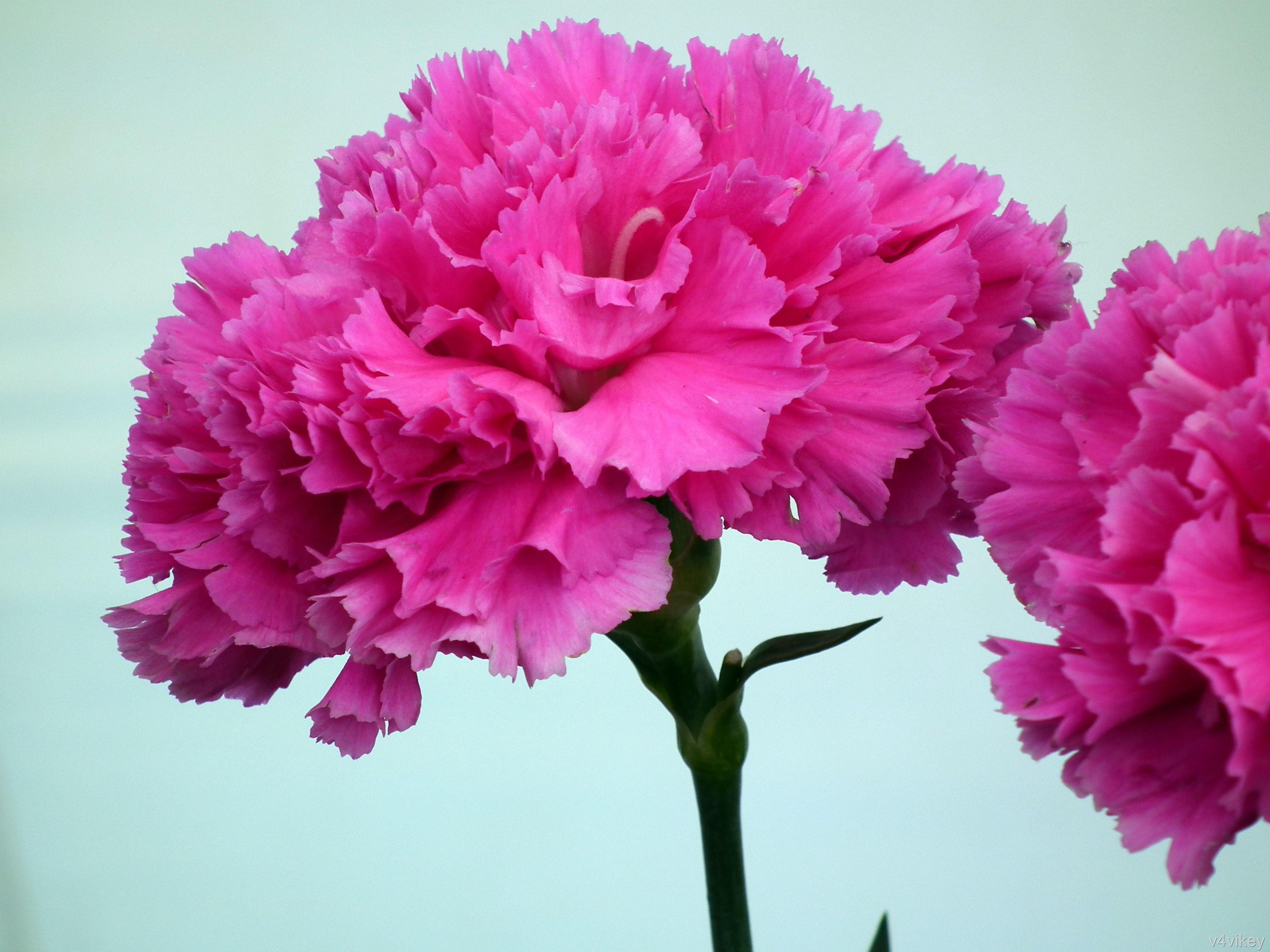 3648x2736 Hot Pink Carnation Flower