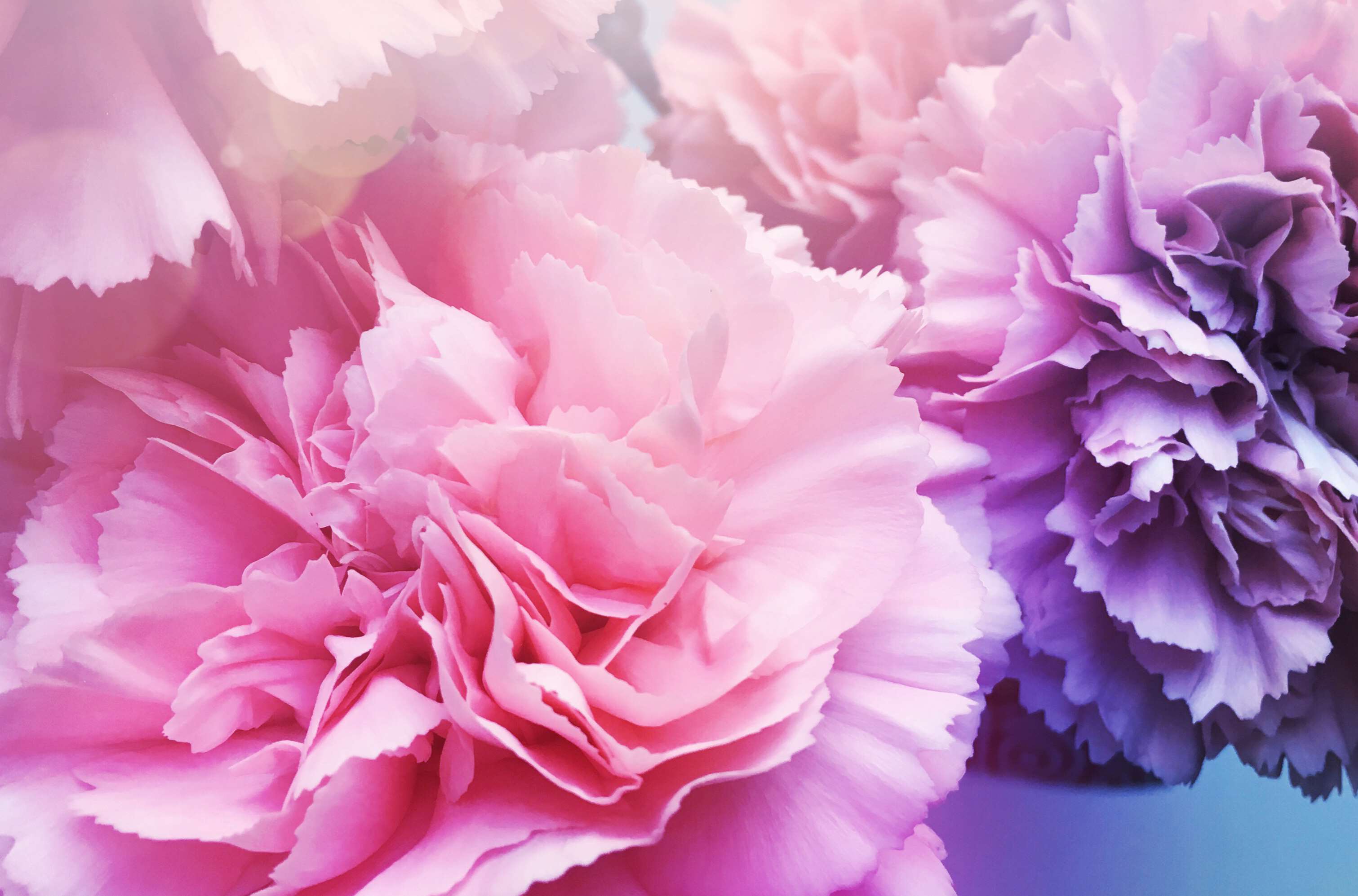 3022x1995 flowers pink mauve purple flower carnation wallpaper