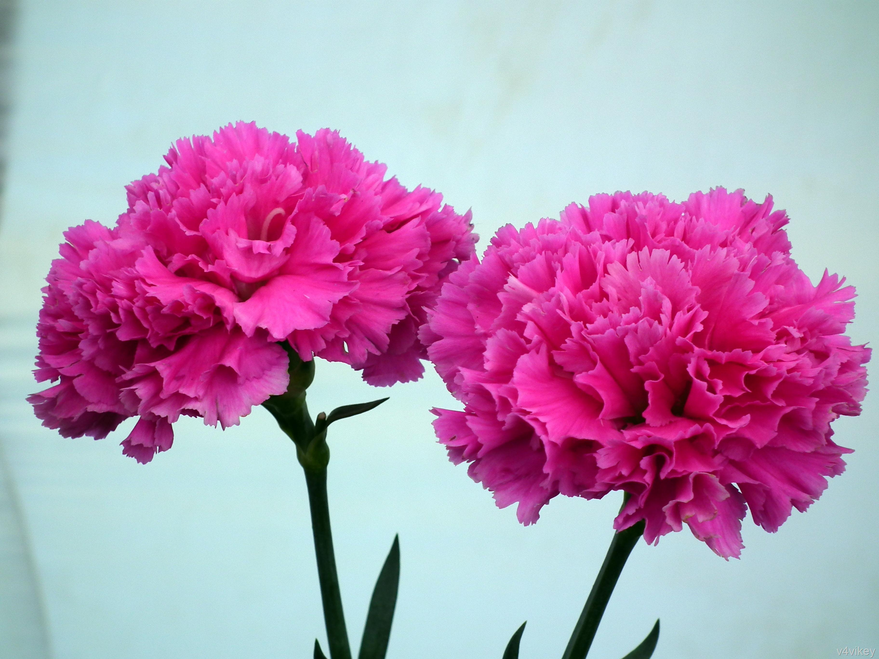 3648x2736 Free Photo: Pink Carnation Flower, Carnation, Close Up
