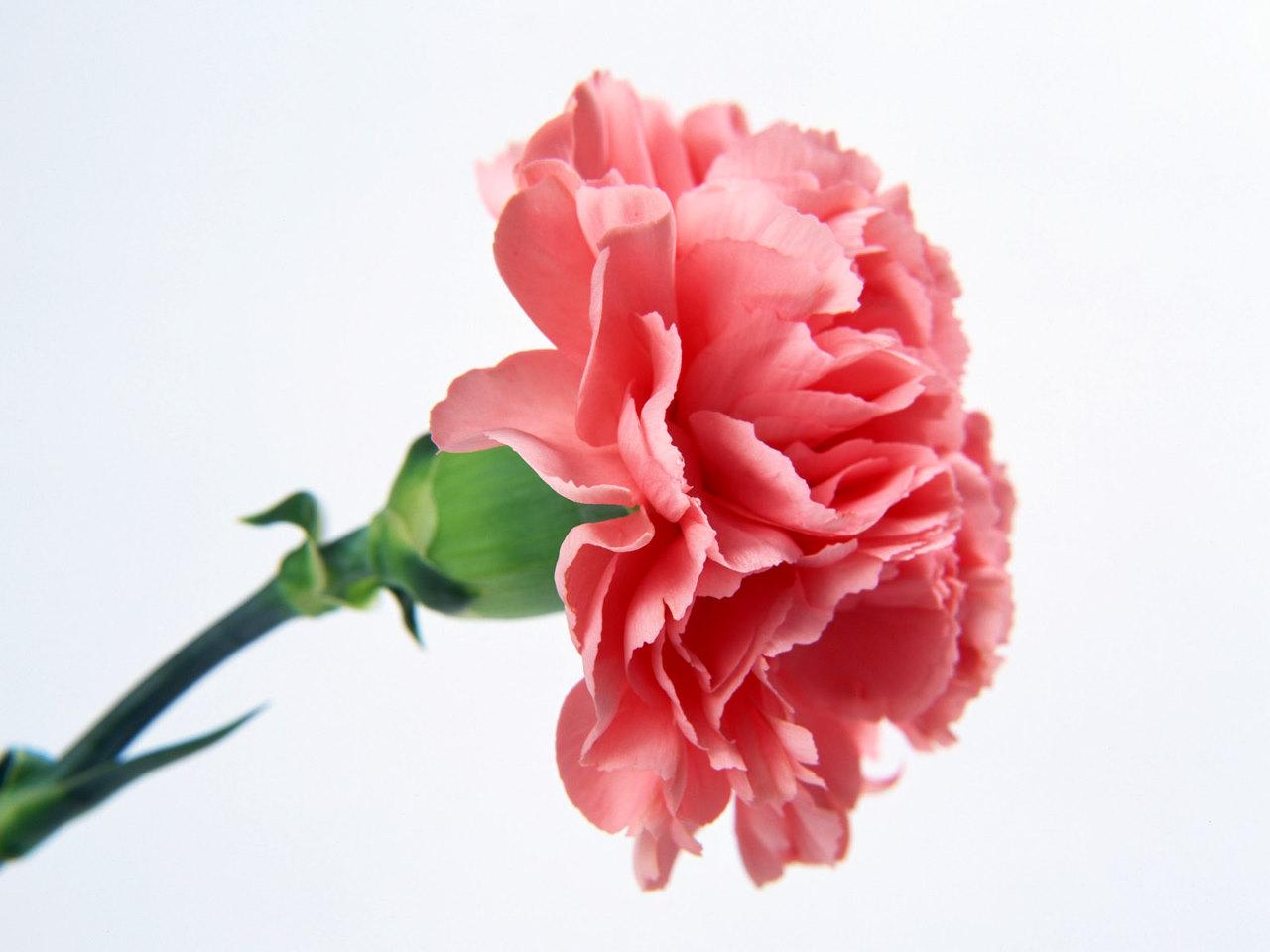 1280x960 Pink carnation wallpaperx960