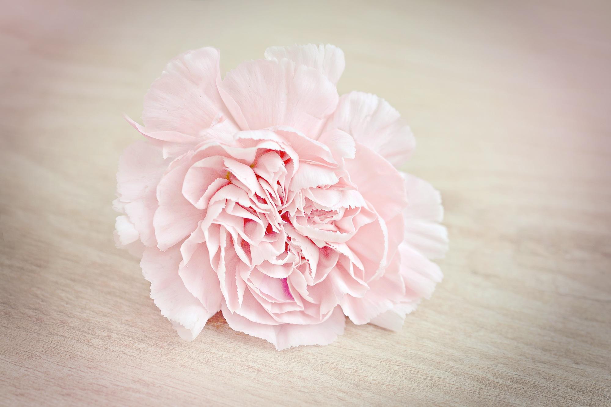 2000x1333 Pink Flower Carnation Blossom, HD Flowers, 4k Wallpaper, Image, Background, Photo and Picture