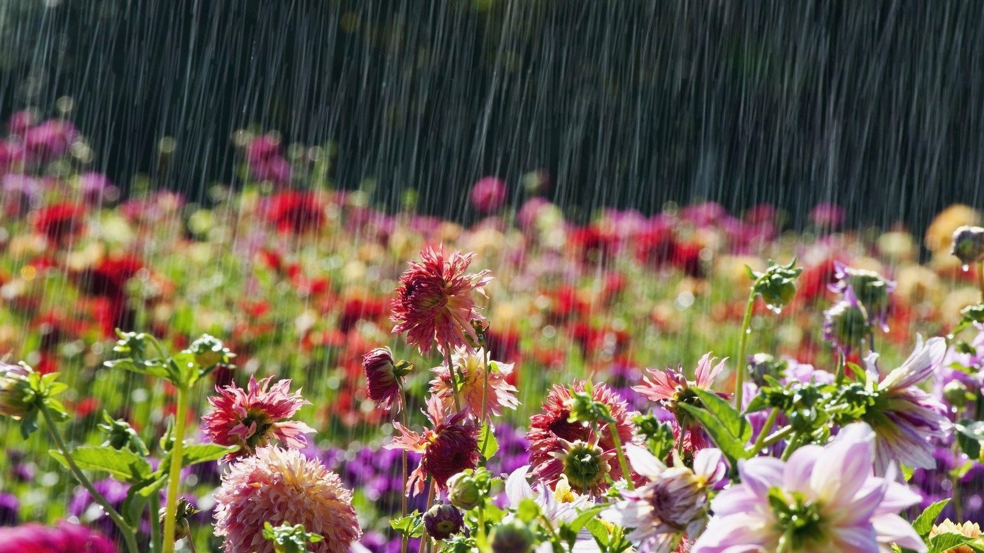 1920x1080 Wallpaper Of Rainfall