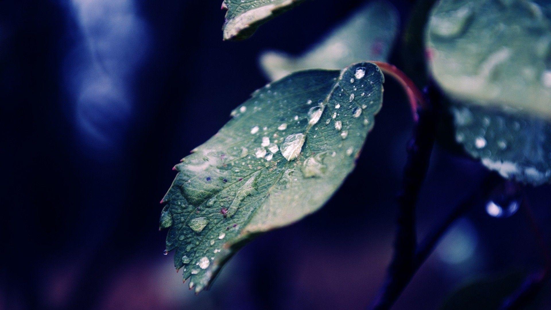 1920x1080 Rain wallpaper HDDownload free awesome full HD wallpaper