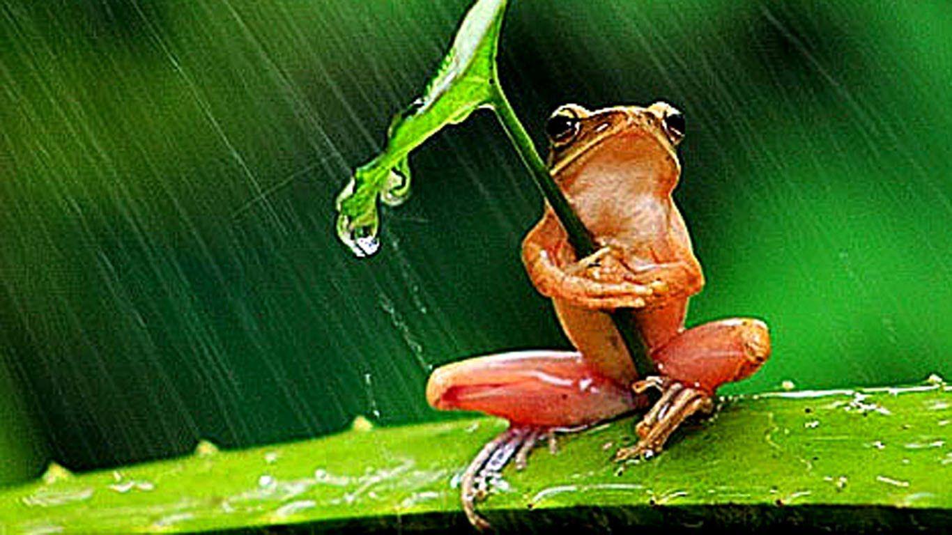 1366x768 ASMR are in Forest at Rainy Day Umbrella rain sounds