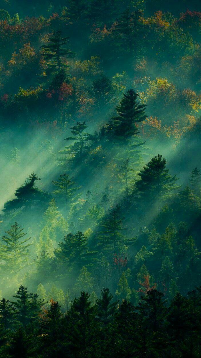 703x1250 Nature Wallpaper Relax