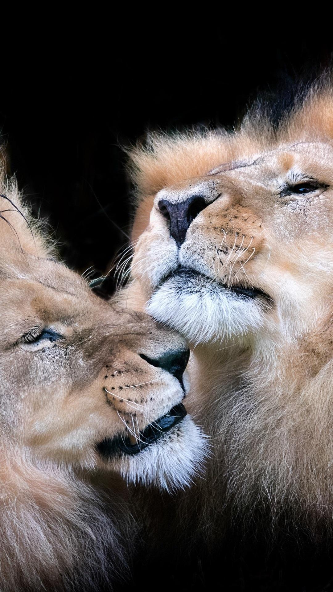 Two Lions iPhone Wallpapers - Top Free Two Lions iPhone Backgrounds -  WallpaperAccess