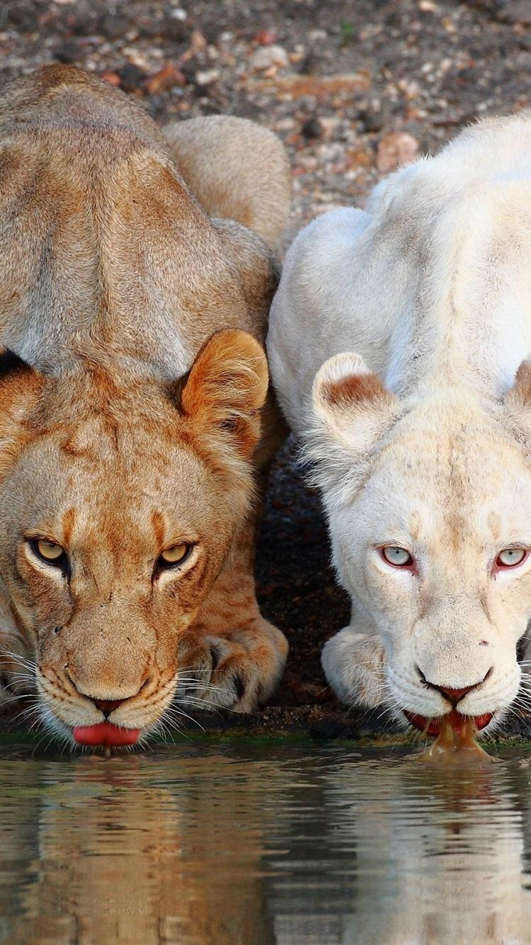 750x1334 Two Lions Drink Water Together 750x1334 IPhone 8 7 6 6S Wallpaper, Background, Picture, Image