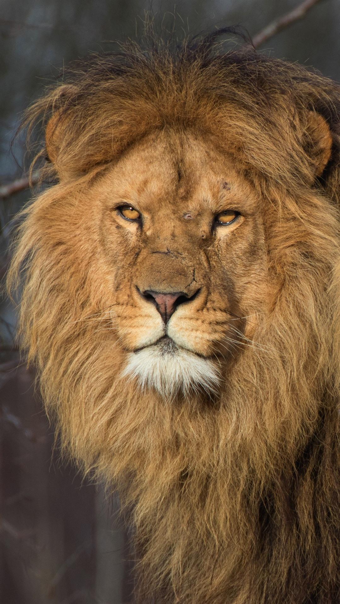 1080x1920 Two Lions, Wildlife 1080x1920 IPhone 8 7 6 6S Plus Wallpaper, Background, Picture, Image