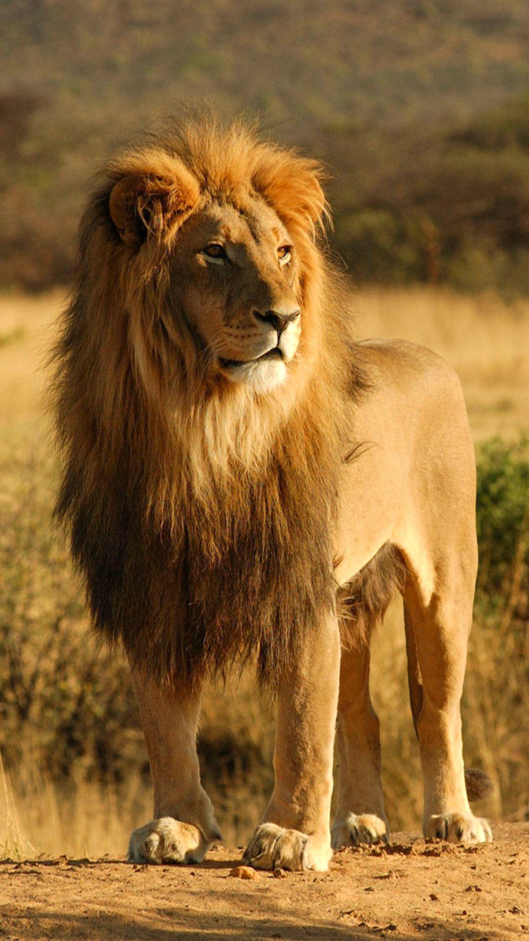 1080x1920 Summer Lion Wallpaper