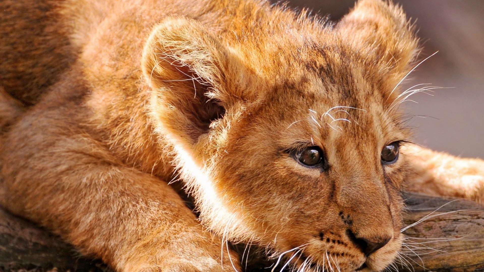 1920x1080 Lions Baby HD Desktop Wallpaper 1800x2880 :