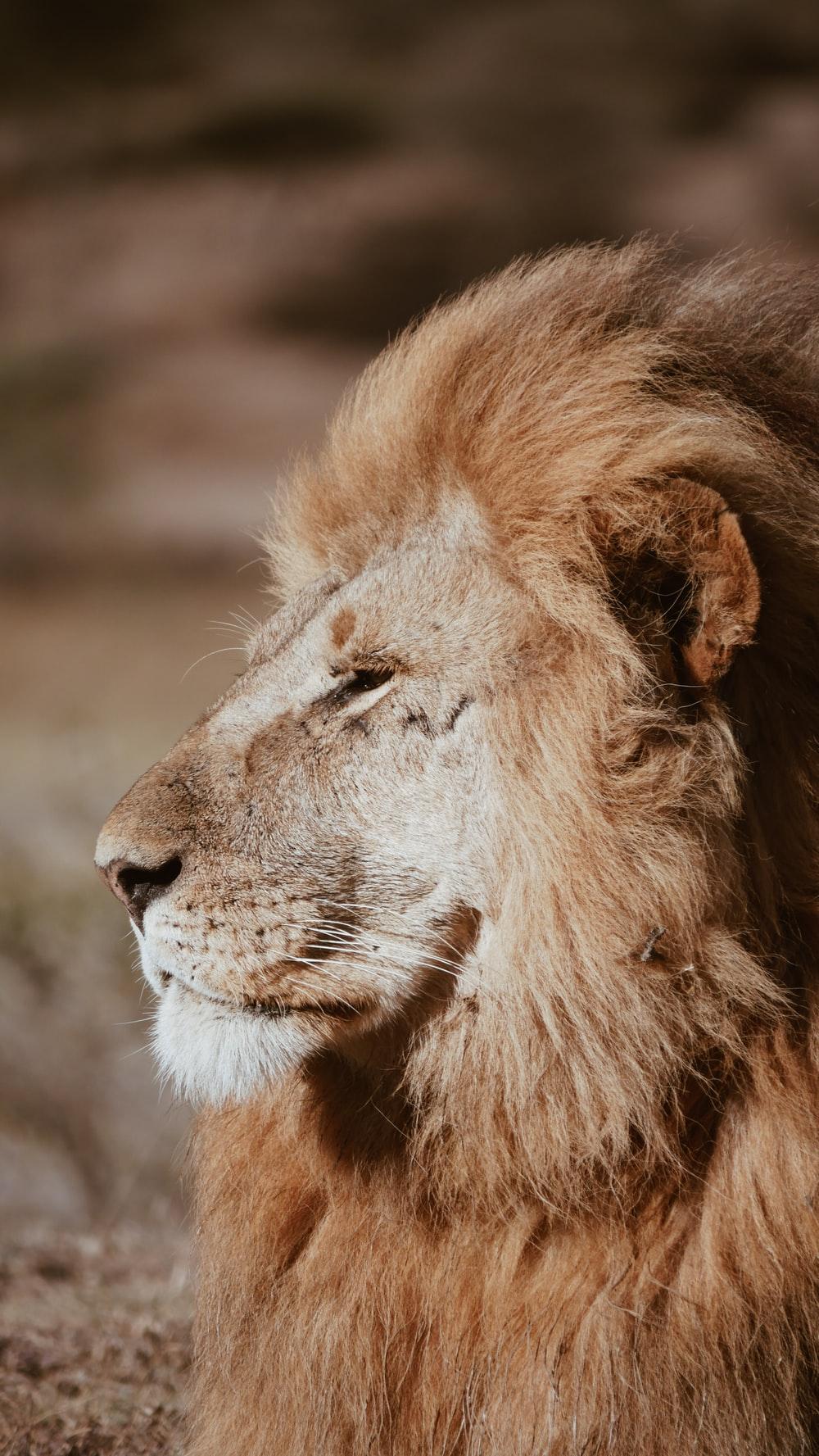 1000x1777 Lion Picture & Image. Download Free Image