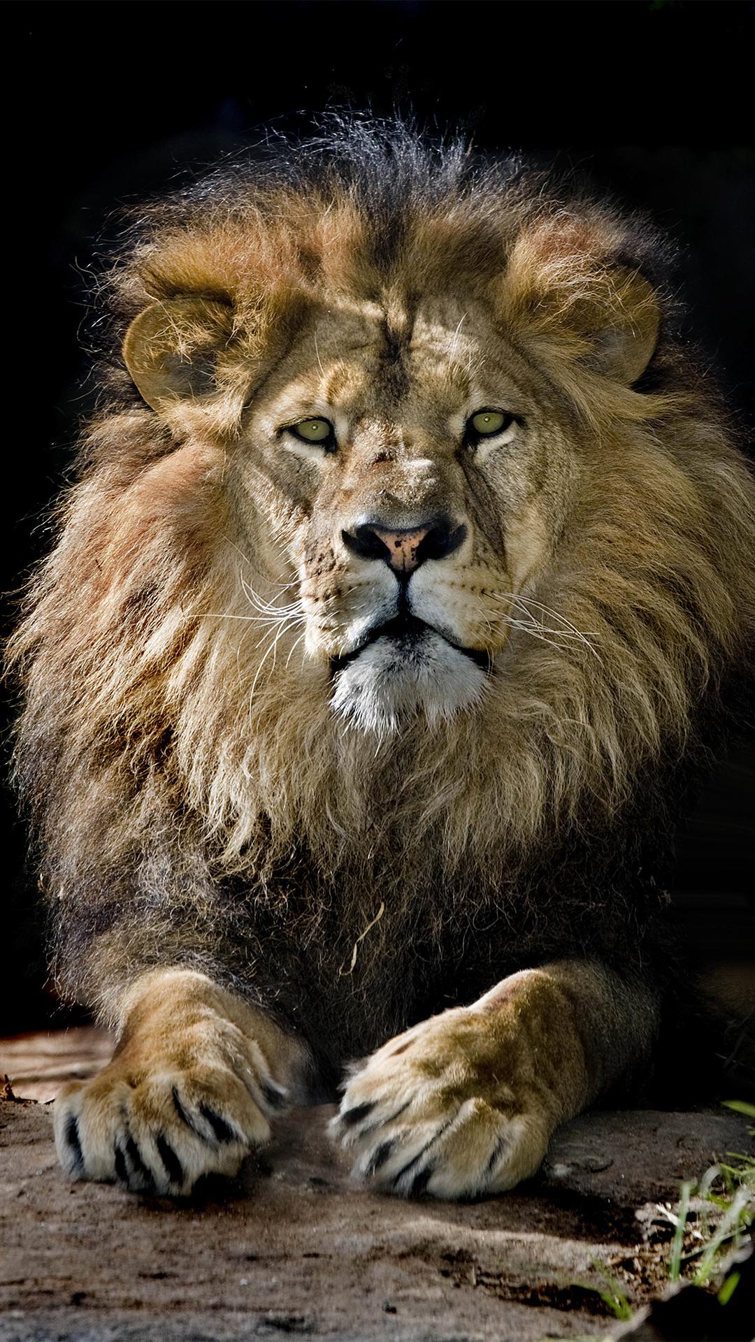 1080x1920 Black Lion Wallpaper High Resolution, Awesome Wallpaper iPhone 6s Plus