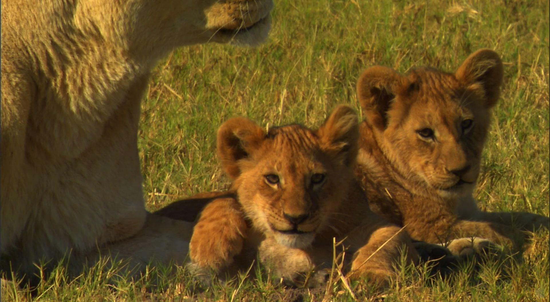 1920x1056 Lion and Cubs Desktop Wallpaper