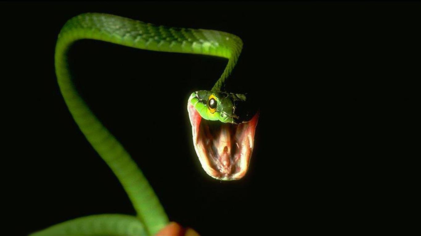 1366x768 Snake desktop wallpaper