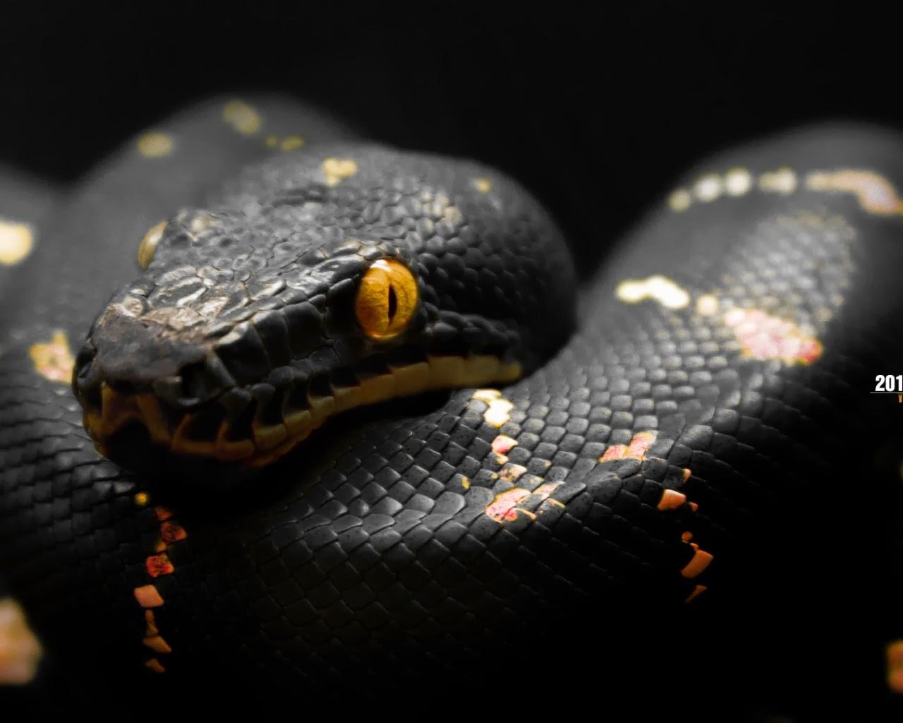 1280x1024 Wallpaper HD For Desktop Background: Snakes High Quality Wallpaper
