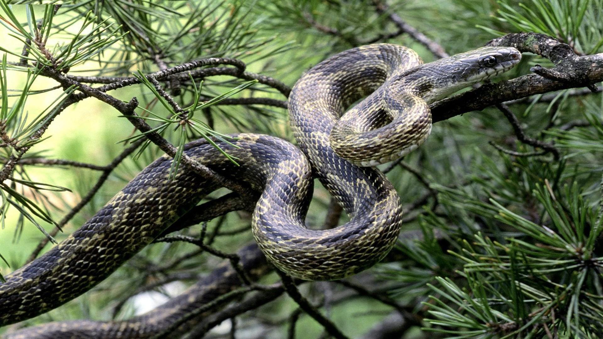1920x1080 Snake Anaconda Wallpaper HD Free Download Superb HD Desktop Image Of Anaconda :