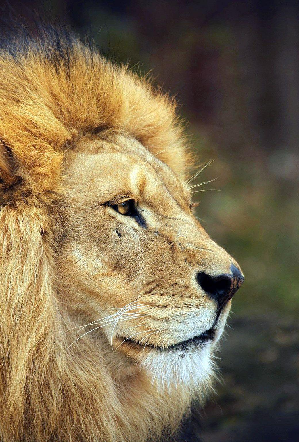 1040x1536 Lion Samsung Wallpaper