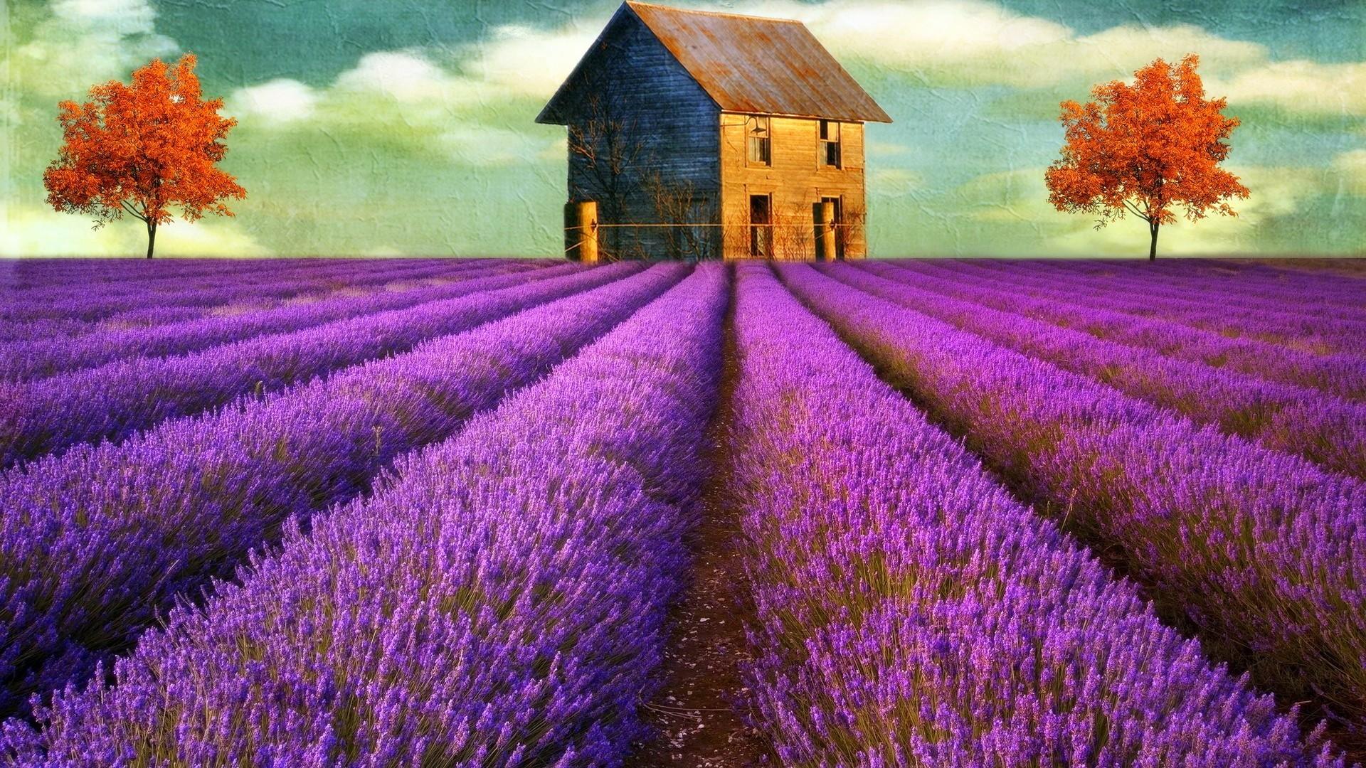1920x1080 Fields digital art lavender old house wallpaperx1080