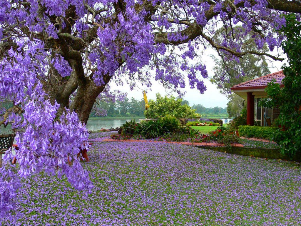 1024x768 Tree With Purple Flowers House River Flowers Spring Landscape Wallpaper HD :