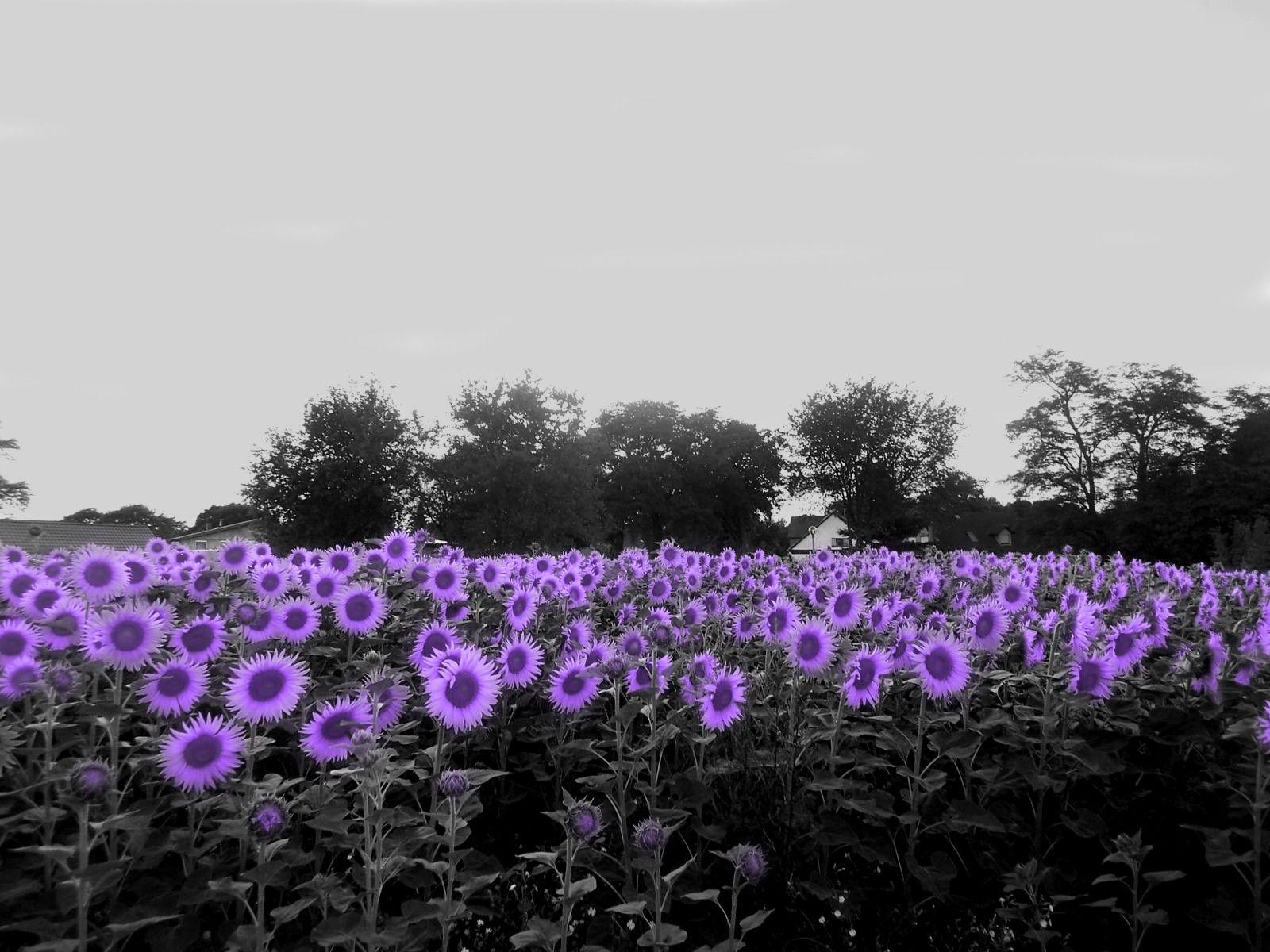 1600x1200 BEAUTIFUL I LOVE PURPLE =}=}. Tree house wallpaper, Purple flowers, Color splash