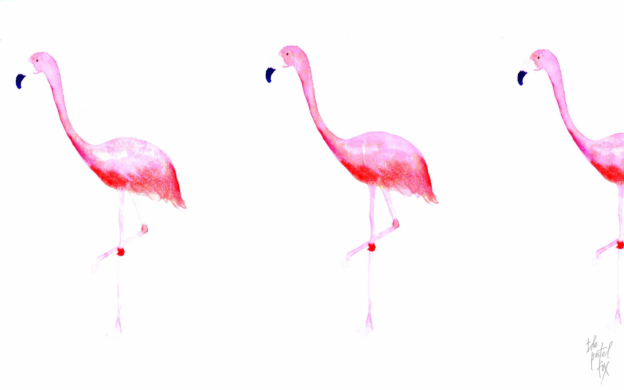 2560x1600 Flamingo Wallpaper