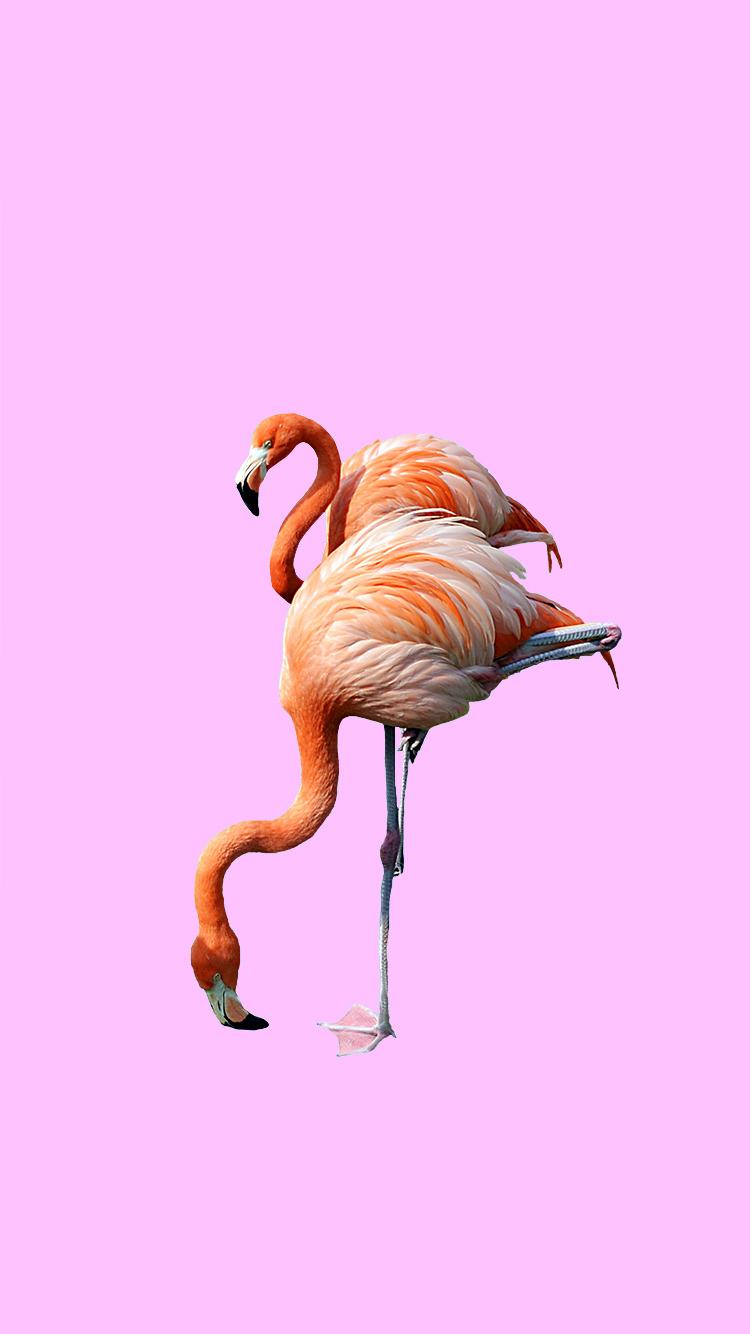 750x1334 flamingo lockscreen