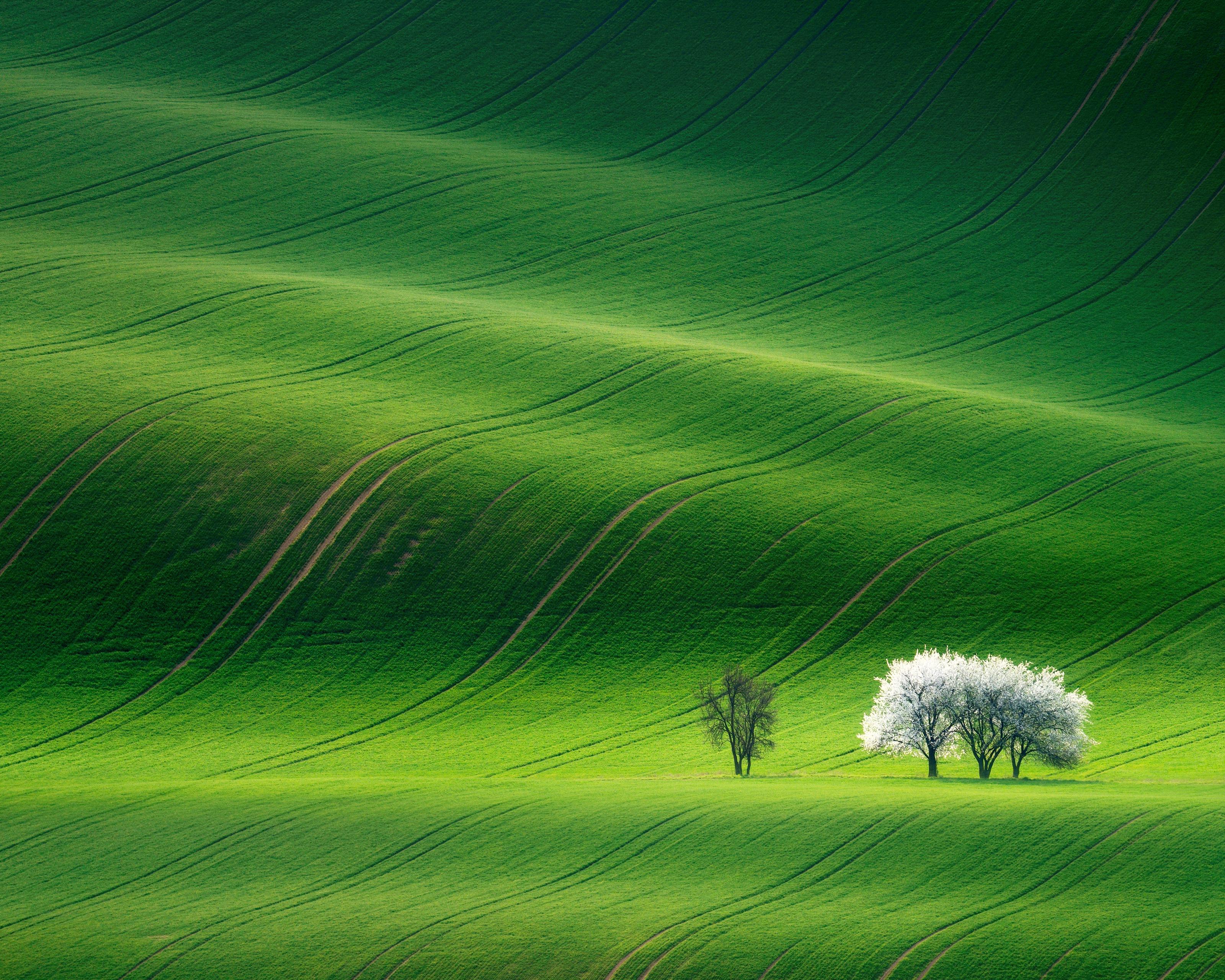 3200x2560 Grassland Wallpaper HD