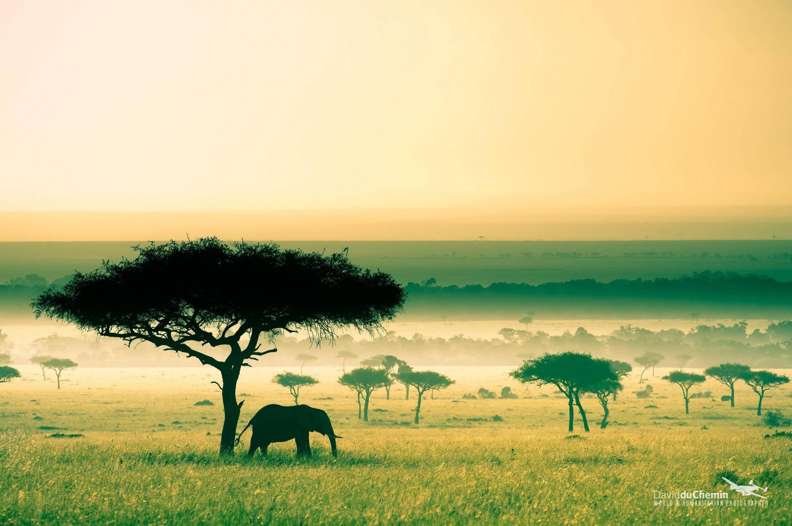 1600x1064 trees, landscape, sunset, nature, wildlife, Africa, shrubs, savannah, Namibia, tree, Safari, herd, plain, fauna, habitat, natural environment, ecosystem, arecales, savanna. Mocah HD Wallpaper