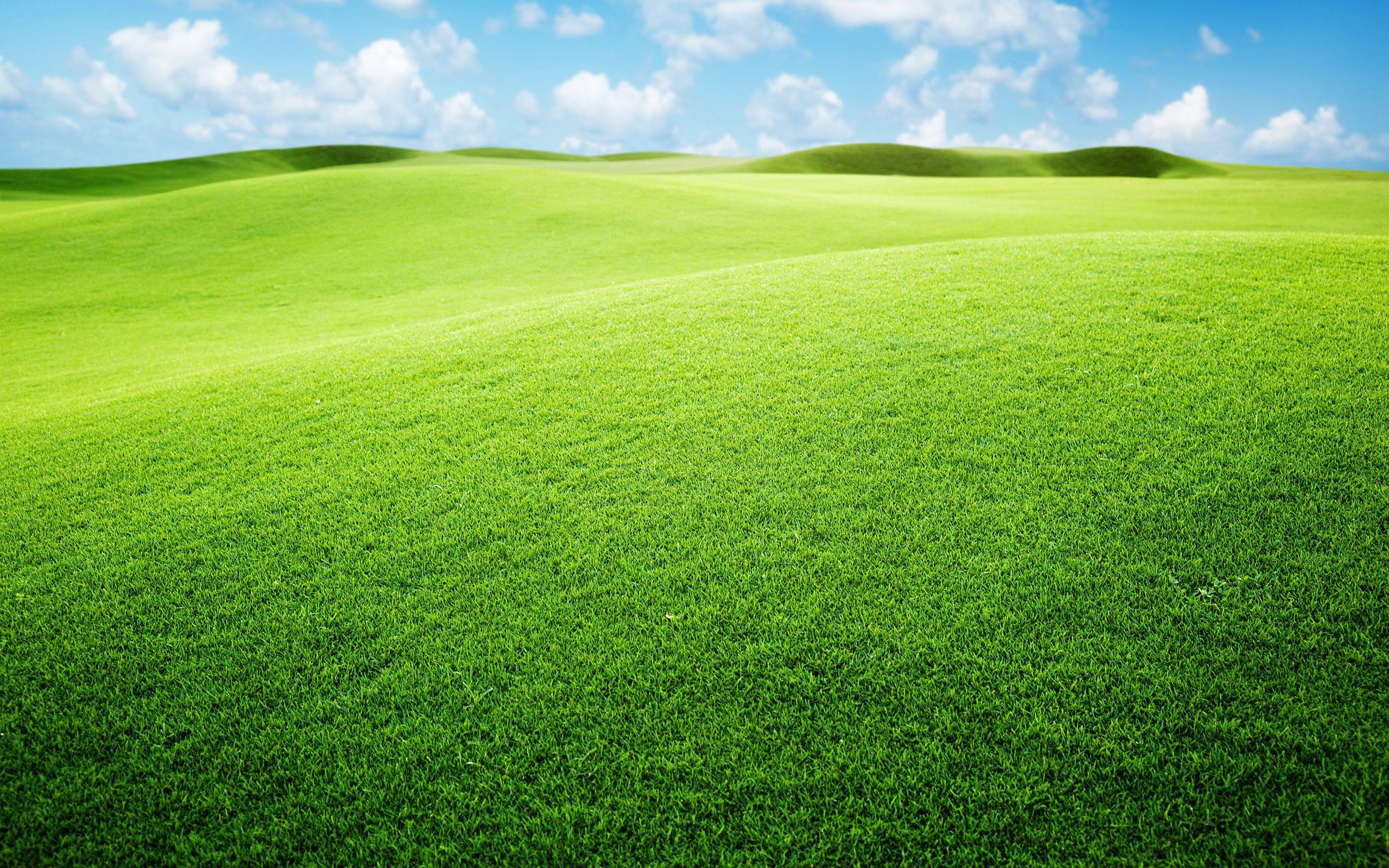 2560x1600 Grassland Picture For Desktop