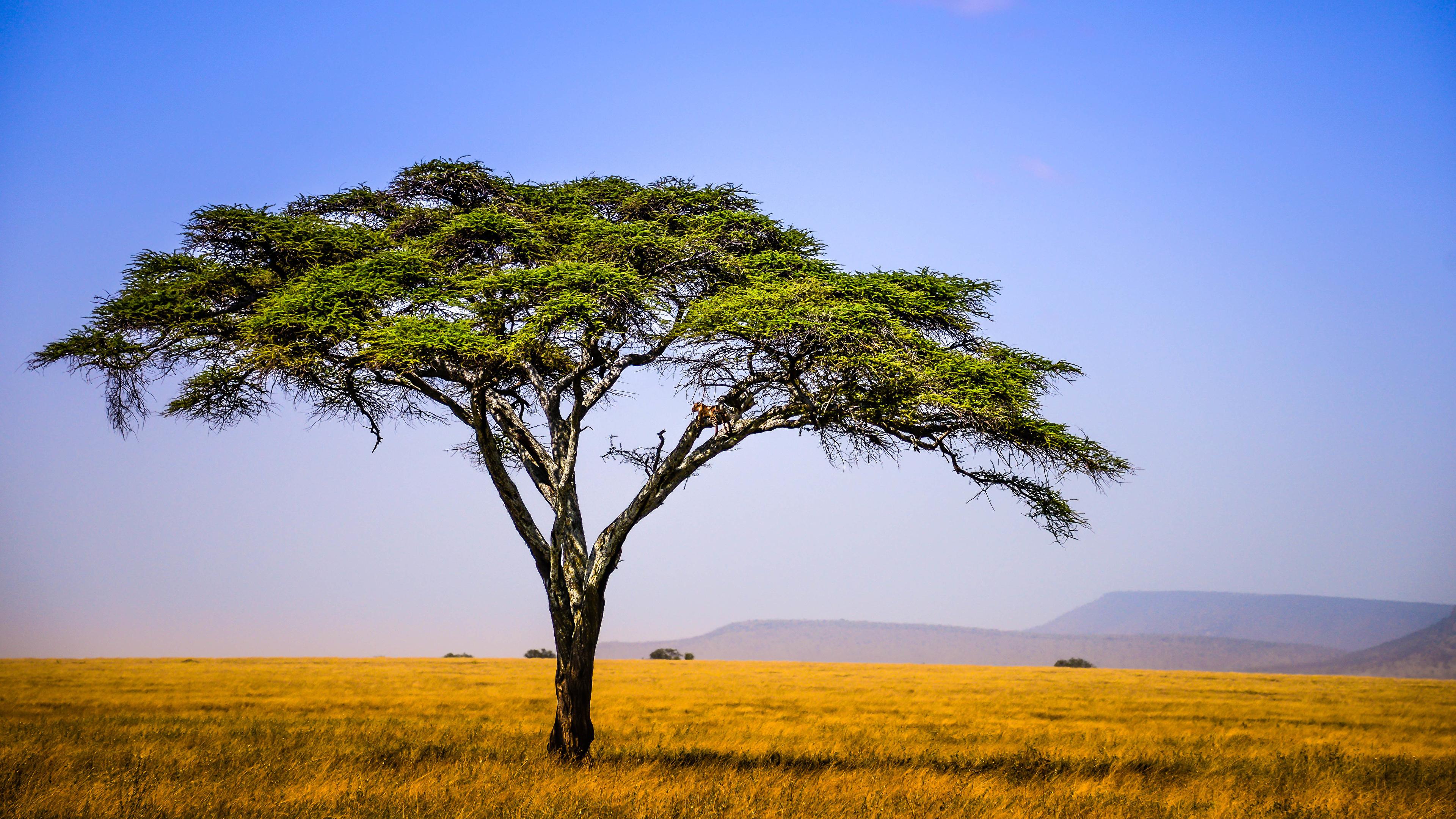 African Grassland Wallpapers - Top Free African Grassland Backgrounds ...