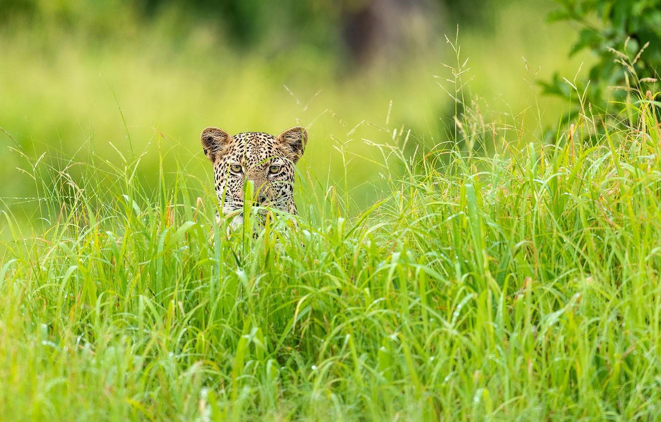 African Grassland Wallpapers Top Free African Grassland Backgrounds