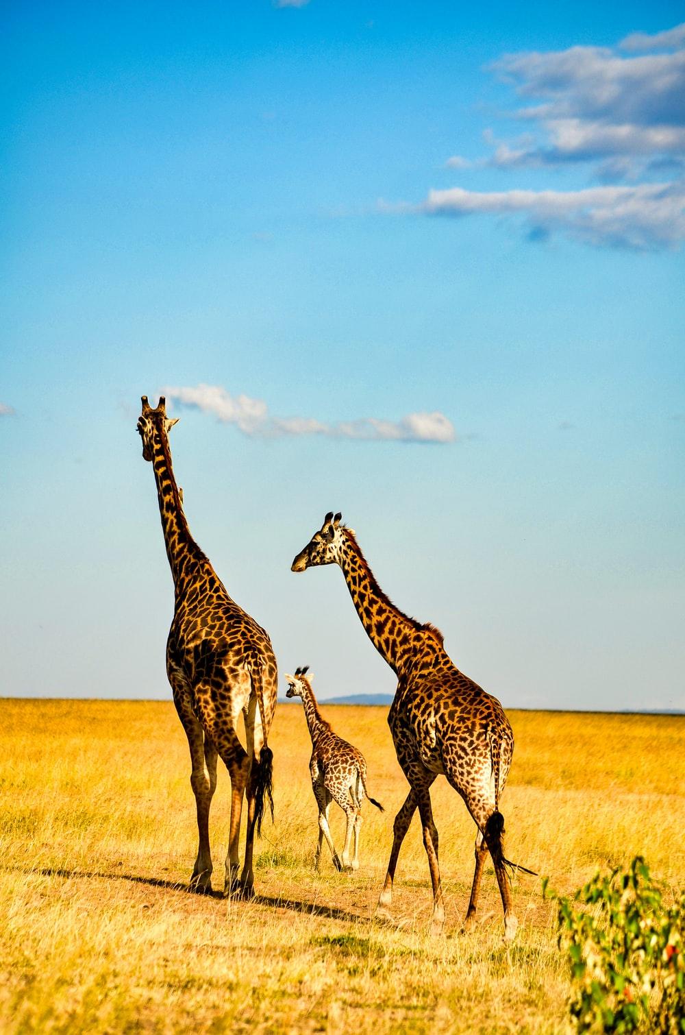 African Grassland Wallpapers - Top Free African Grassland Backgrounds ...