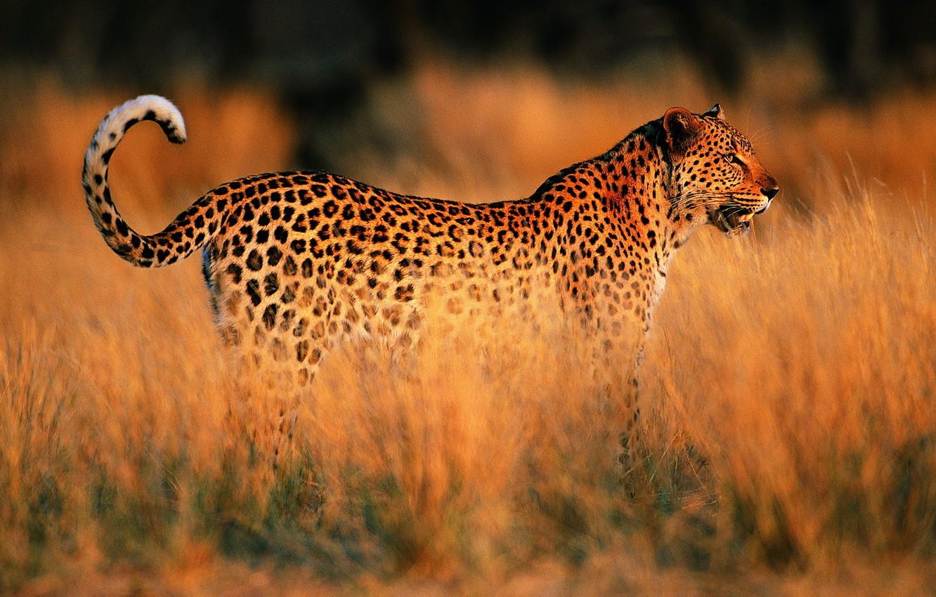 African Grassland Wallpapers - Top Free African Grassland Backgrounds ...