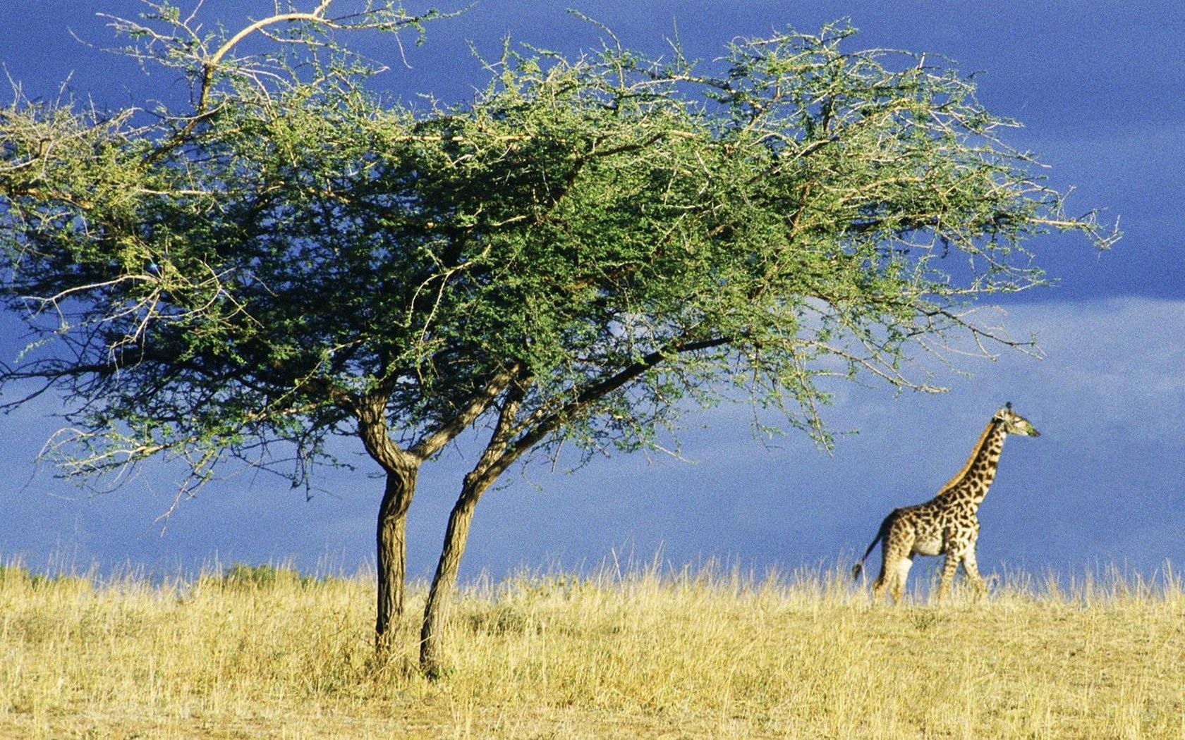 African Grassland Wallpapers - Top Free African Grassland Backgrounds ...