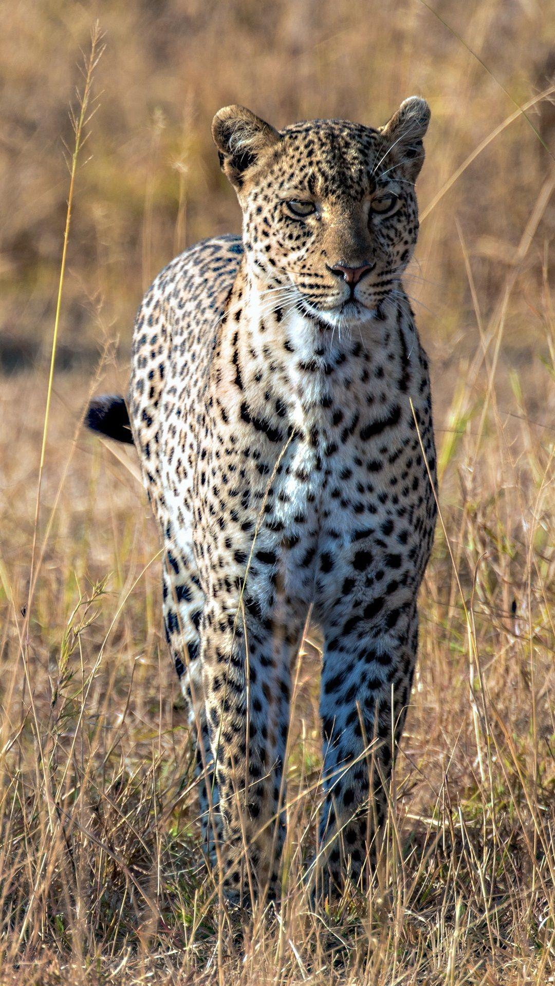 1080x1920 Leopard, African, savanna iPhone Wallpaperx1920 iPhone 6 (6S) Plus wallpaper download. Free wallpaper for iPhone. Savanna animals, Savanna, Wild cats