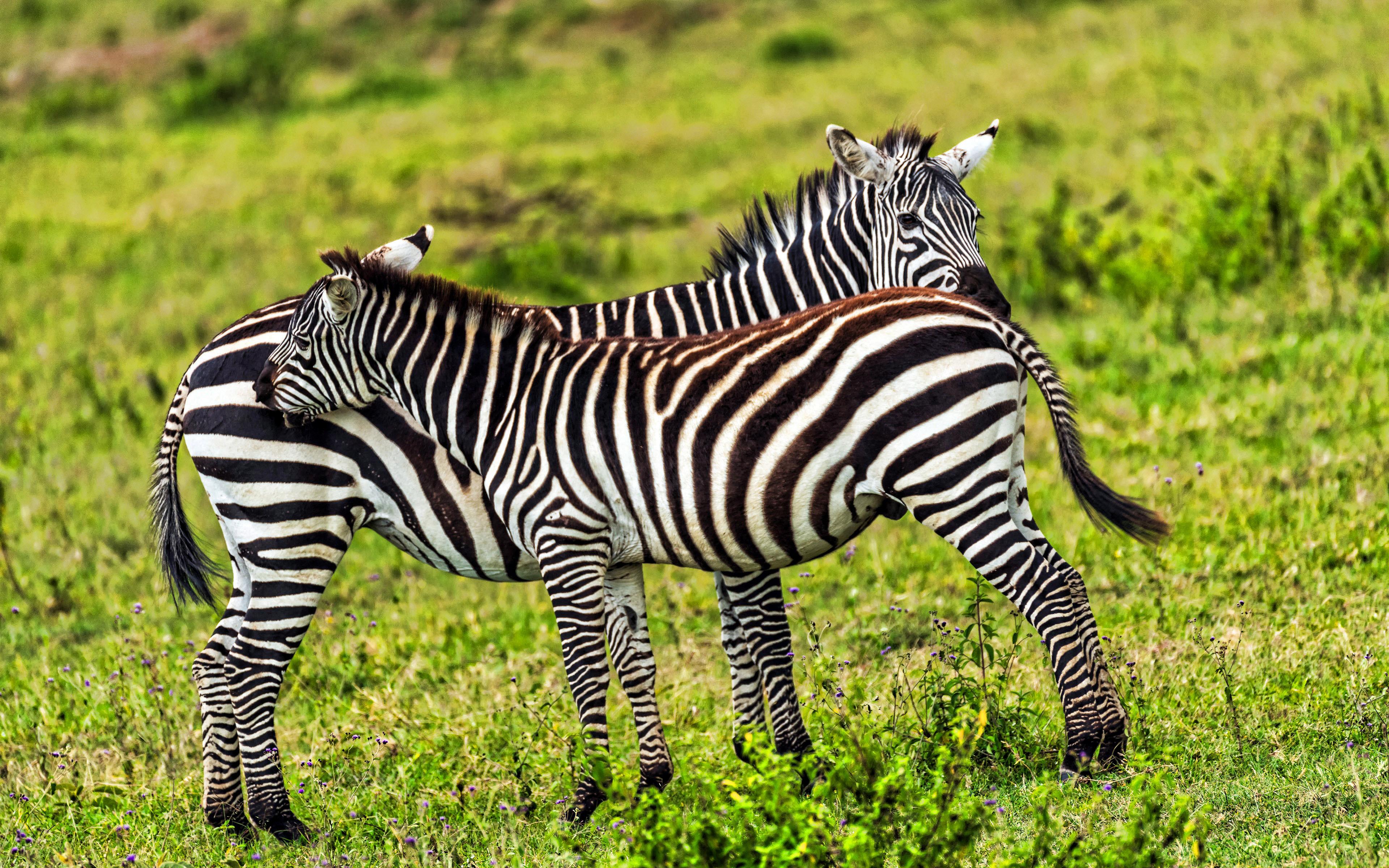 African Grassland Wallpapers - Top Free African Grassland Backgrounds ...