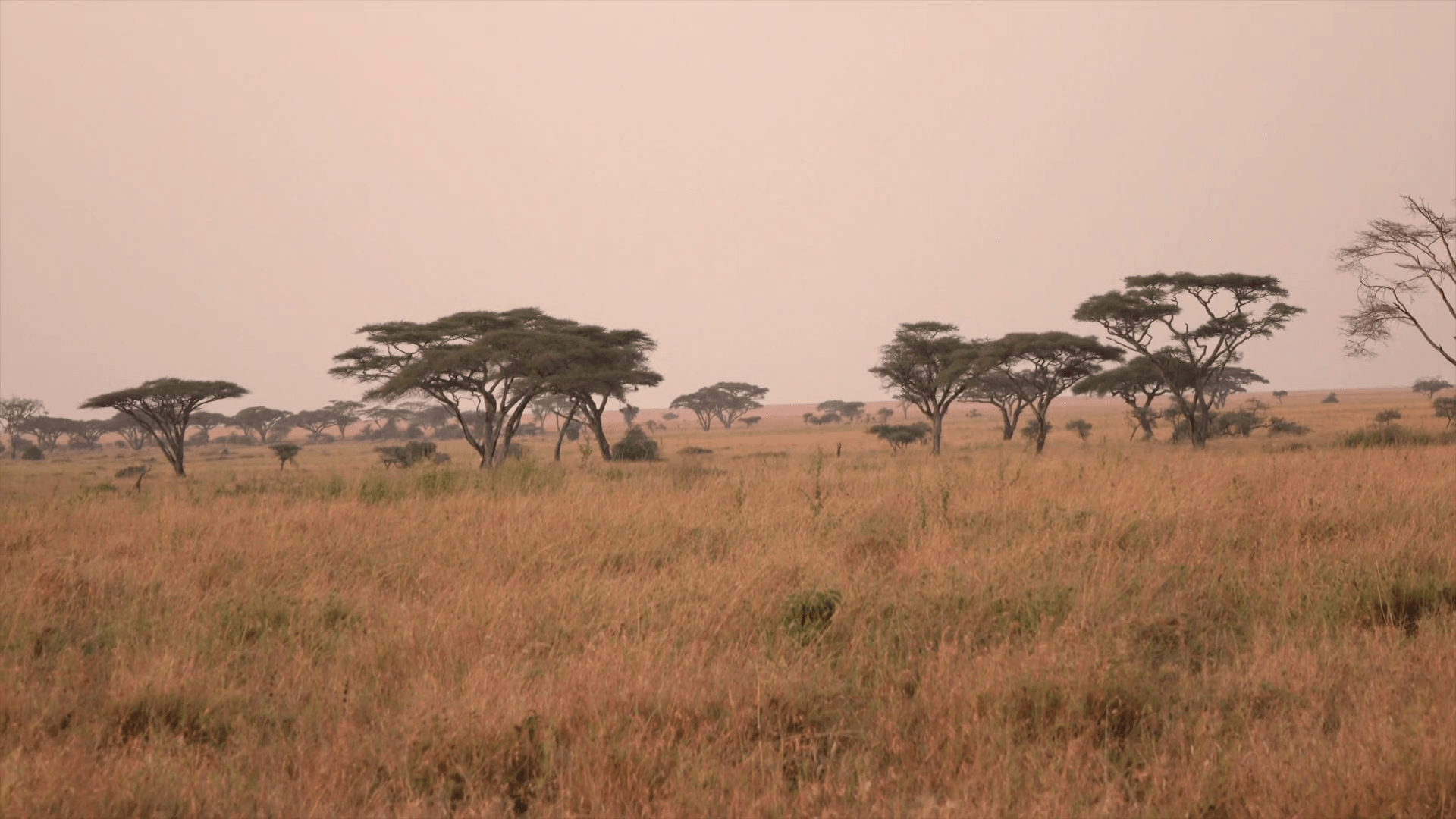 1920x1080 Free photo: Africa Savanna Sign, Animal, Letter