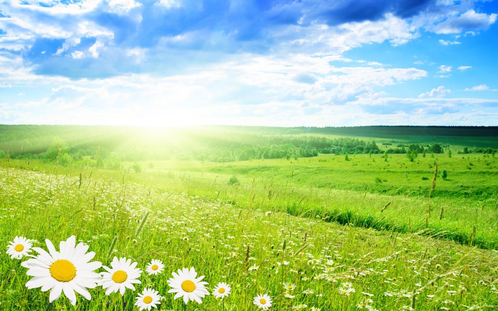 Grassland HD Wallpapers - Top Free Grassland HD Backgrounds ...