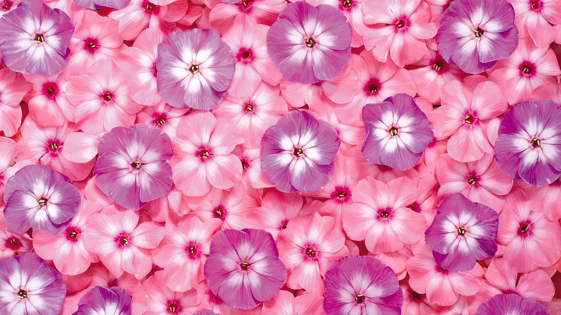 1920x1080 Free Download Wallpaper Flowers Background