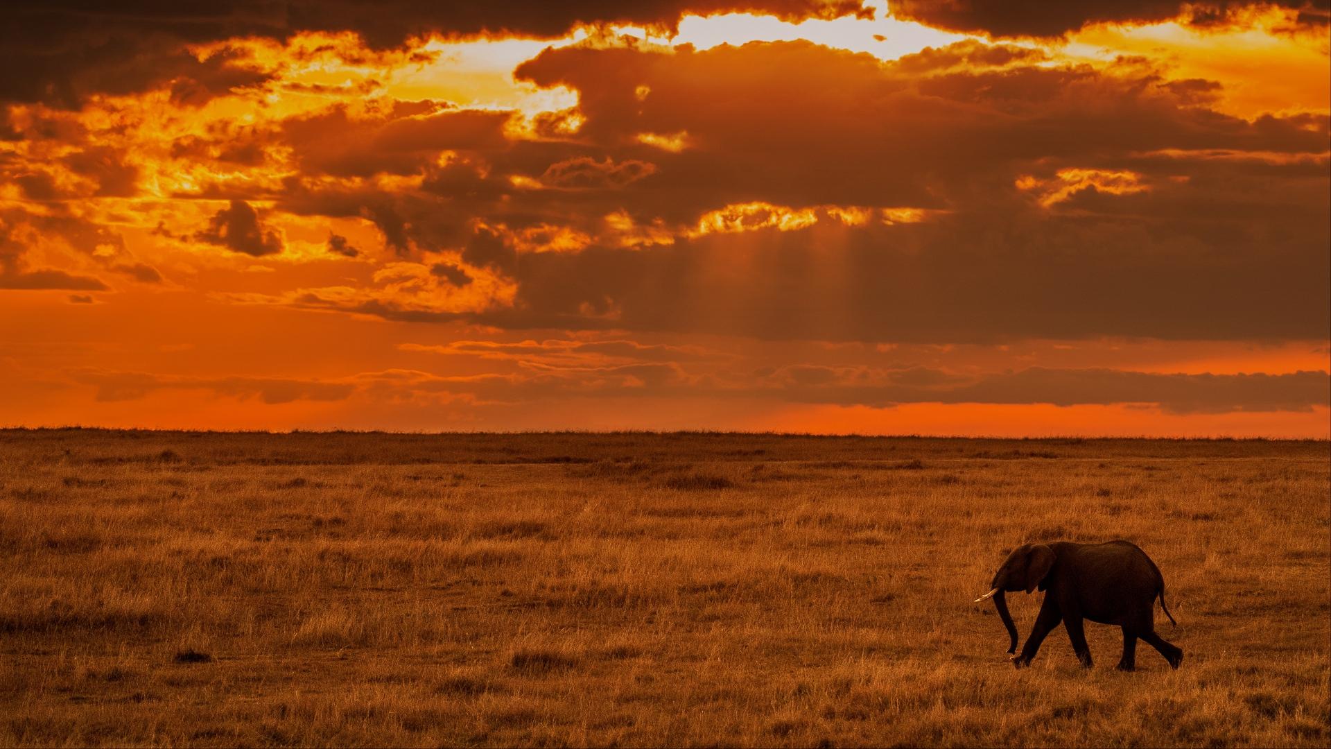 African Grassland Wallpapers - Top Free African Grassland Backgrounds ...