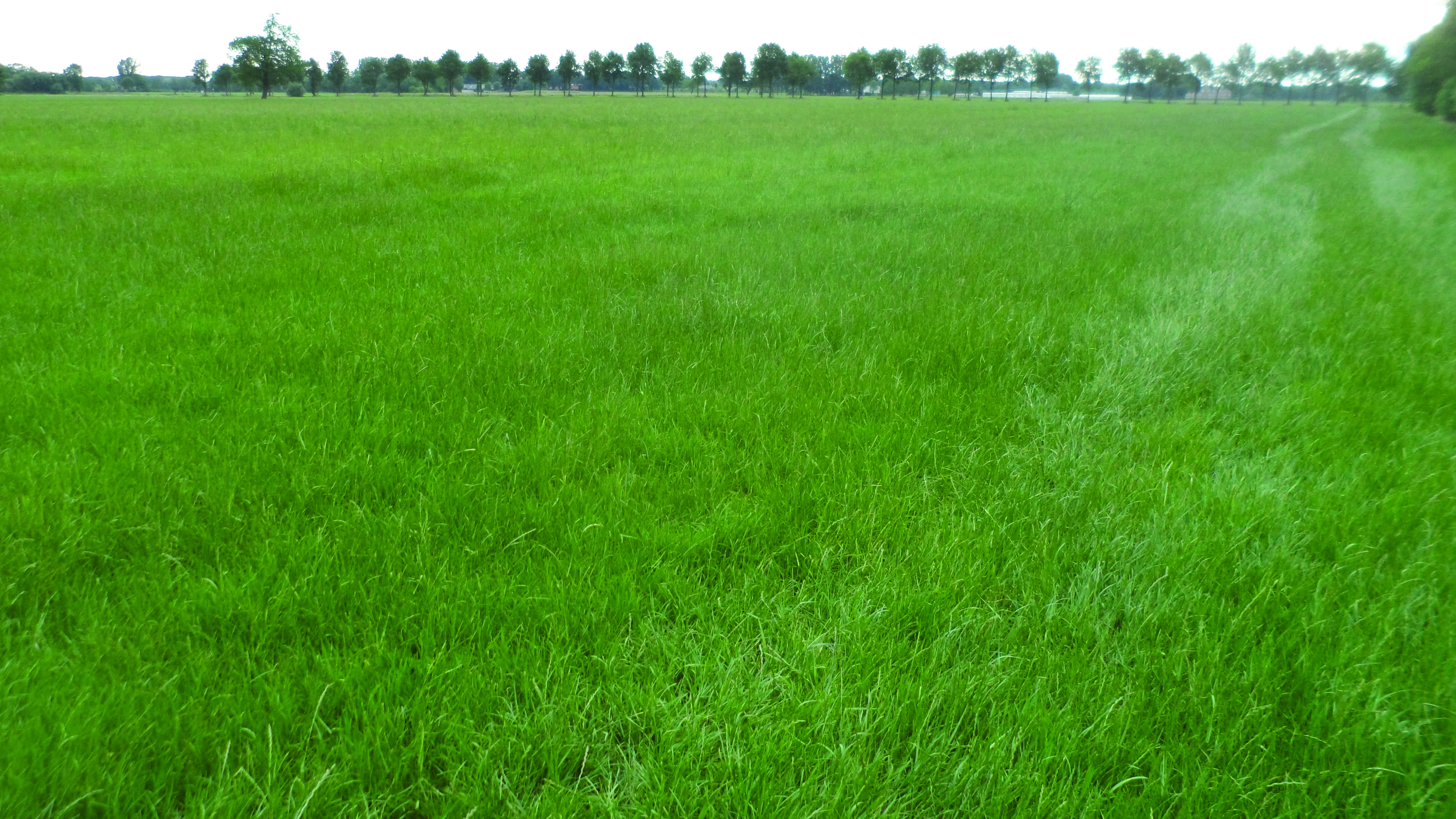 4188x2358 Intensively farmed grassland