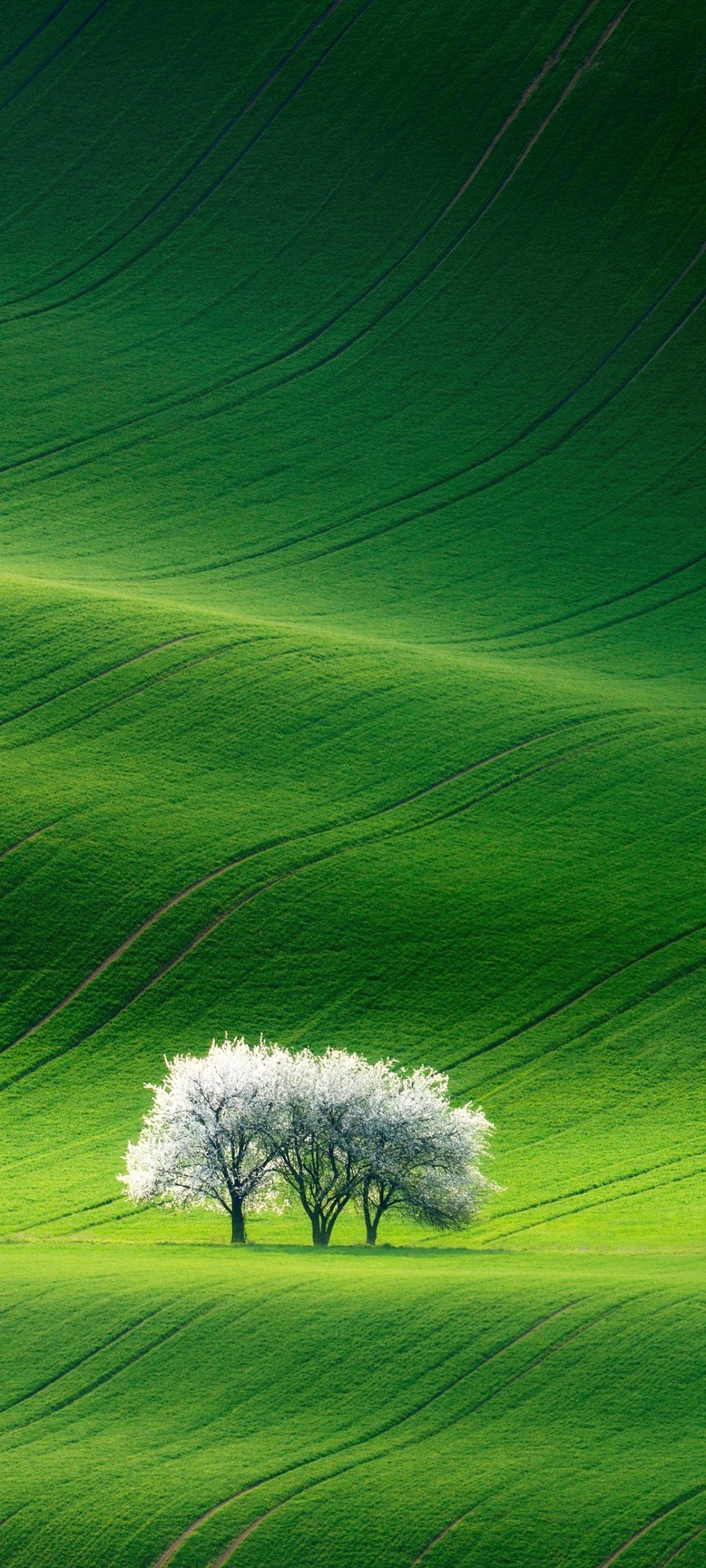 1080x2400 Grassland Wallpaper 4K, Green, Landscape, Summer, Stock, Aesthetic, Nature