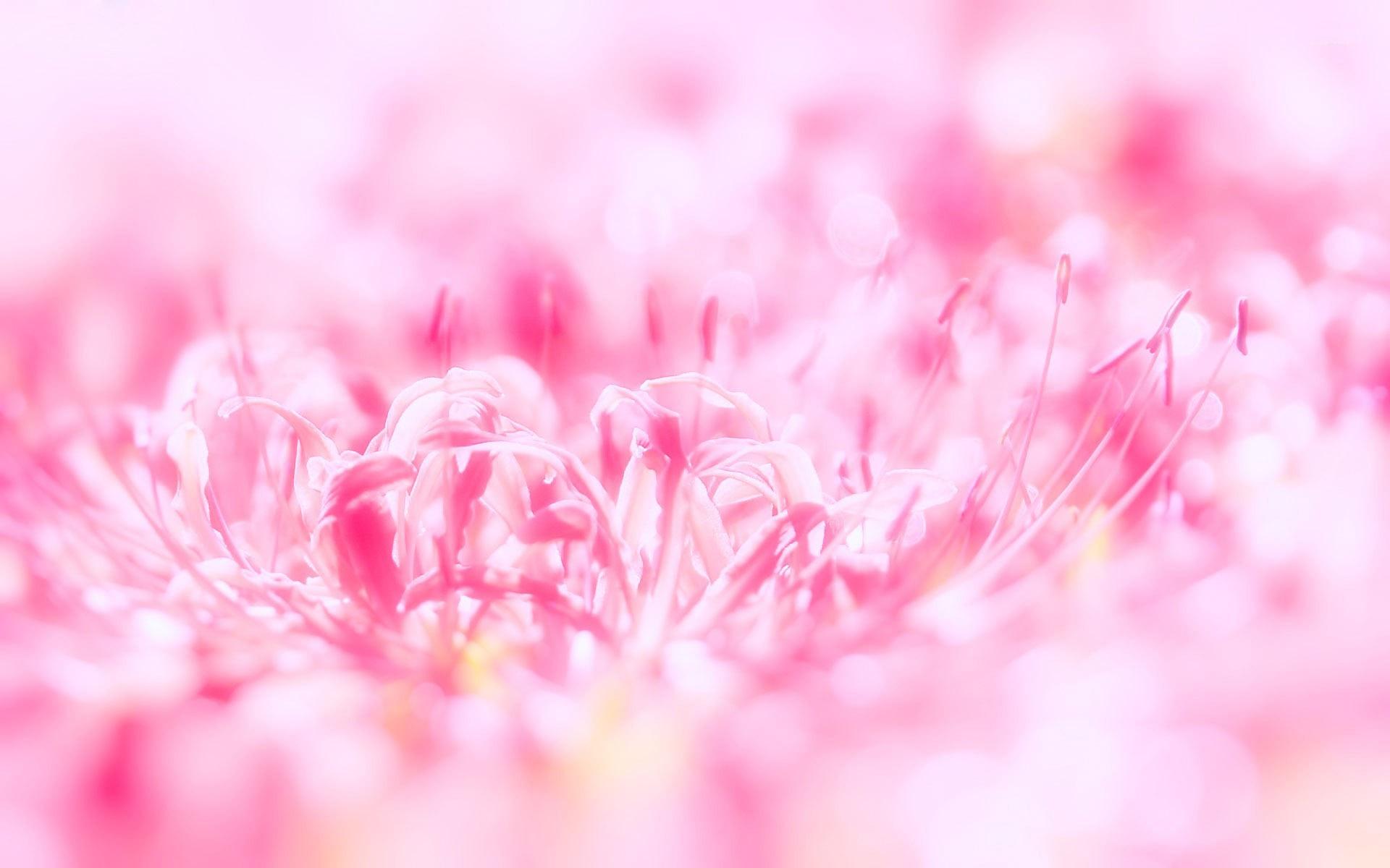1920x1200 Pink Flower Wallpaper Wallwuzz HD Wallpaper Flowers HD Background HD Wallpaper