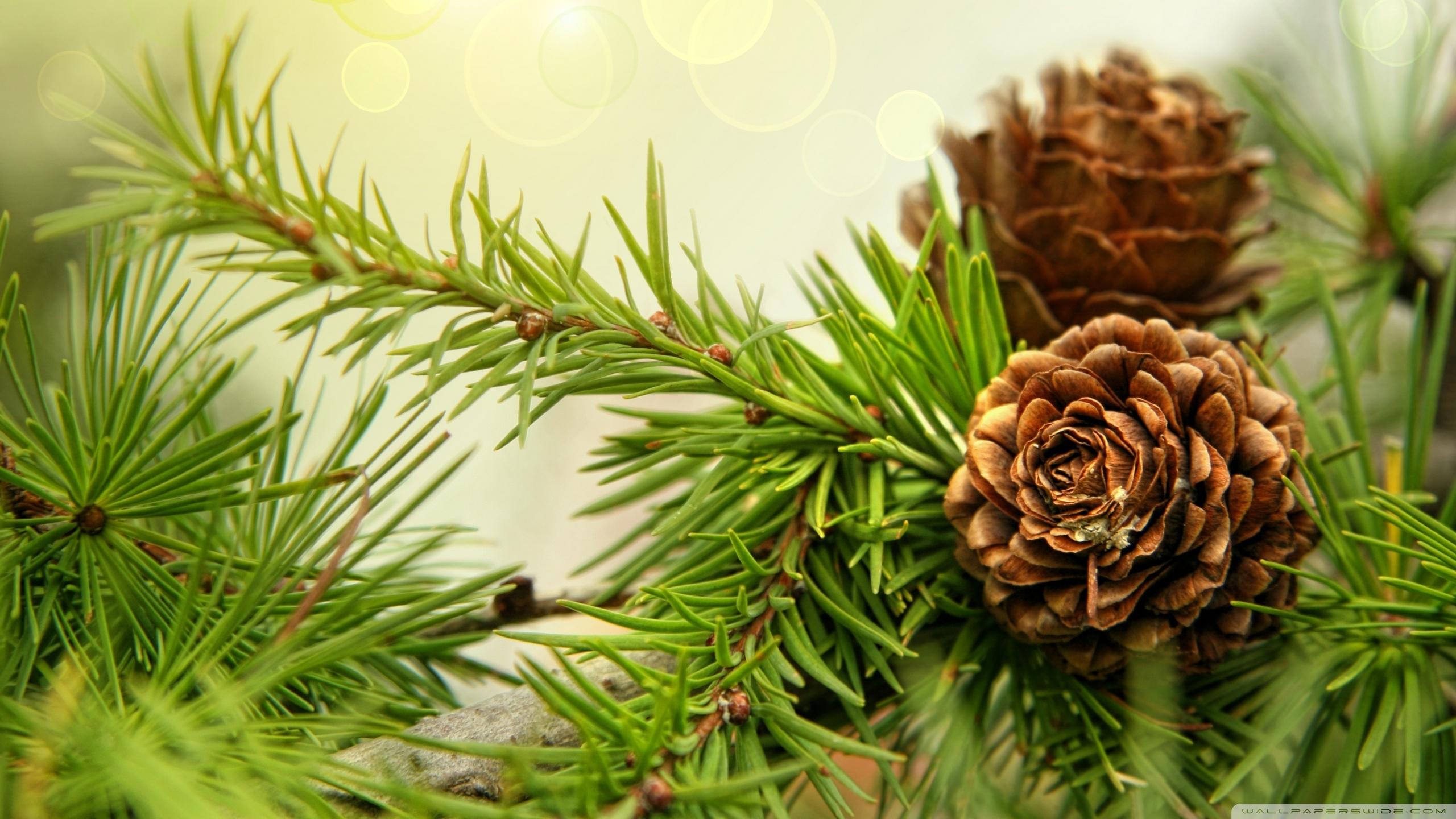 2560x1440 Free download Pine Cones 4K HD Desktop Wallpaper for 4K Ultra HD TV Dual [2560x1440] for your Desktop, Mobile & Tablet. Explore Pine Wallpaper. Pine Wallpaper, Pine Cone Wallpaper