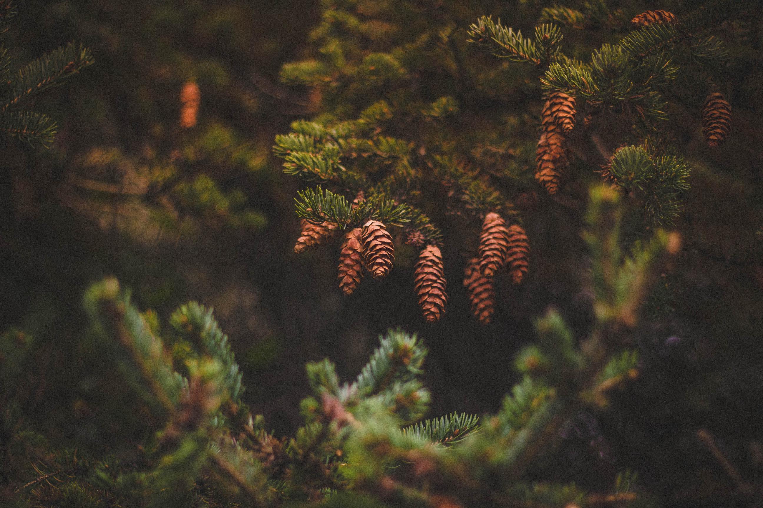 2592x1728 cones, pine, needles Wallpaper, HD Nature 4K Wallpaper, Image, Photo and Background