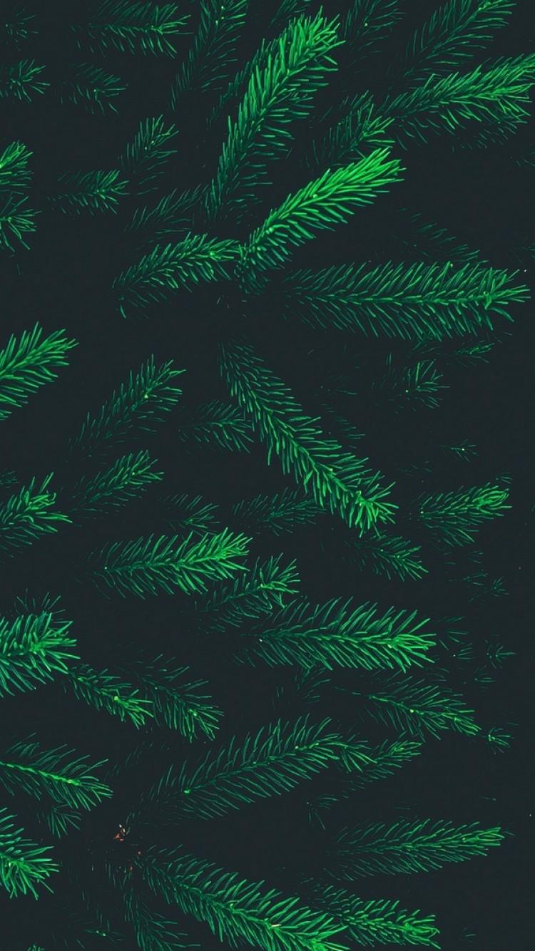 Pine Needles Wallpapers - Top Free Pine Needles Backgrounds