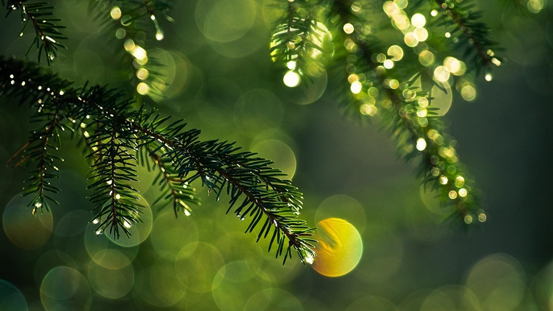 Pine Needles Wallpapers - Top Free Pine Needles Backgrounds ...