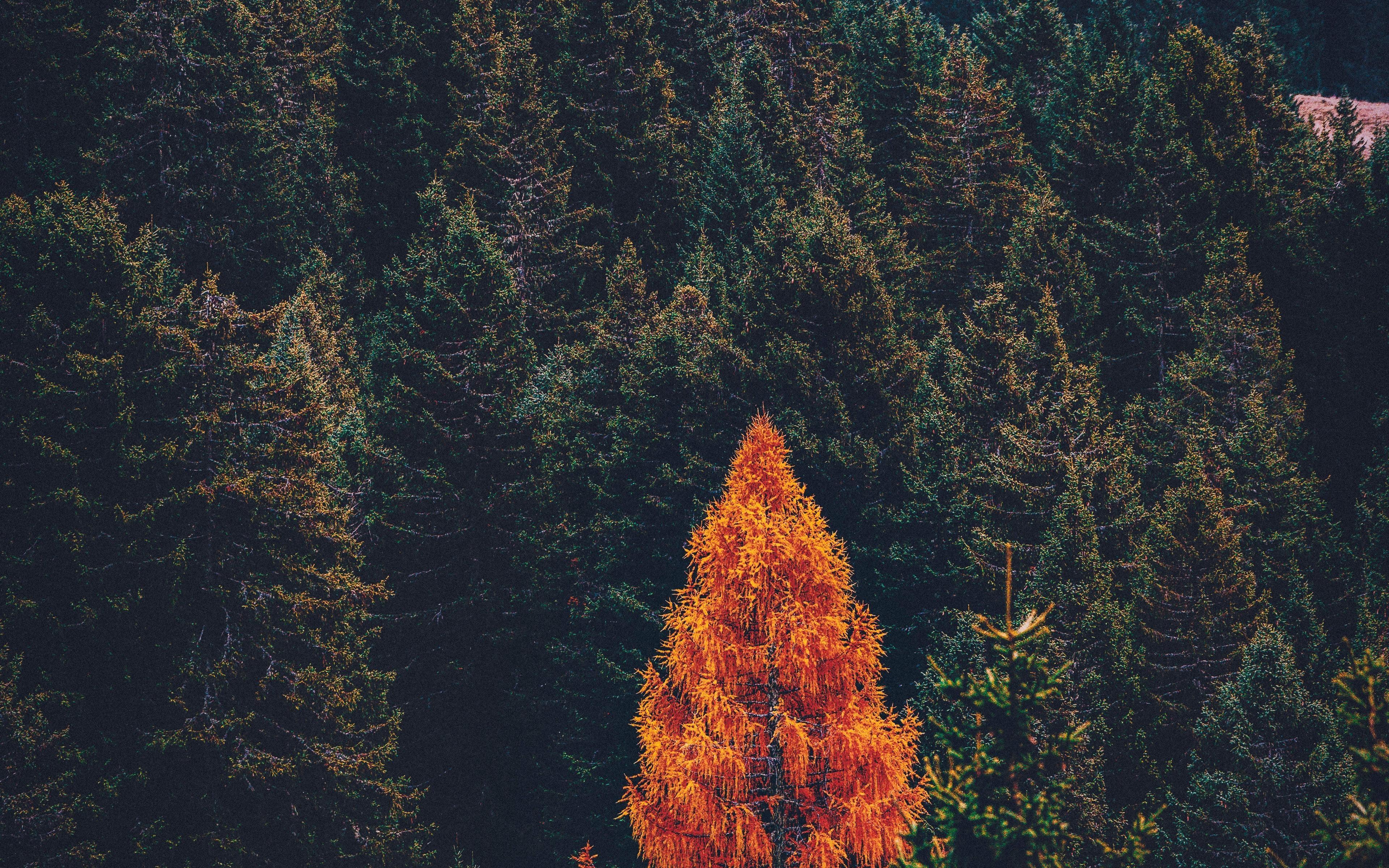 3840x2400 Download 3840x2400 wallpaper pine forest, tree, fall, nature, 4k, ultra HD 16: widescreen, 3840x2400 HD image, background, 23638